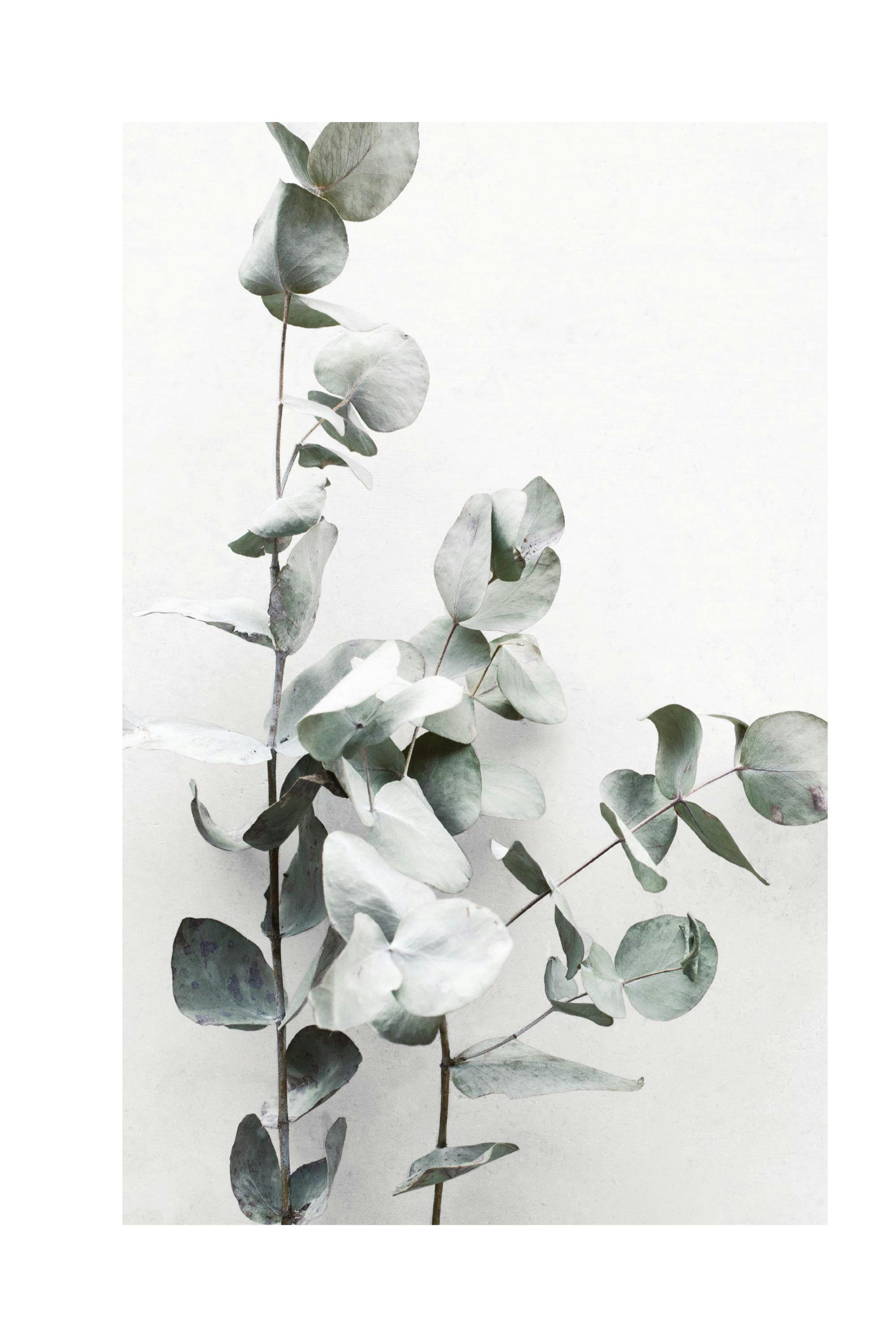 Eucalyptus Twigs No1 Plakat 0