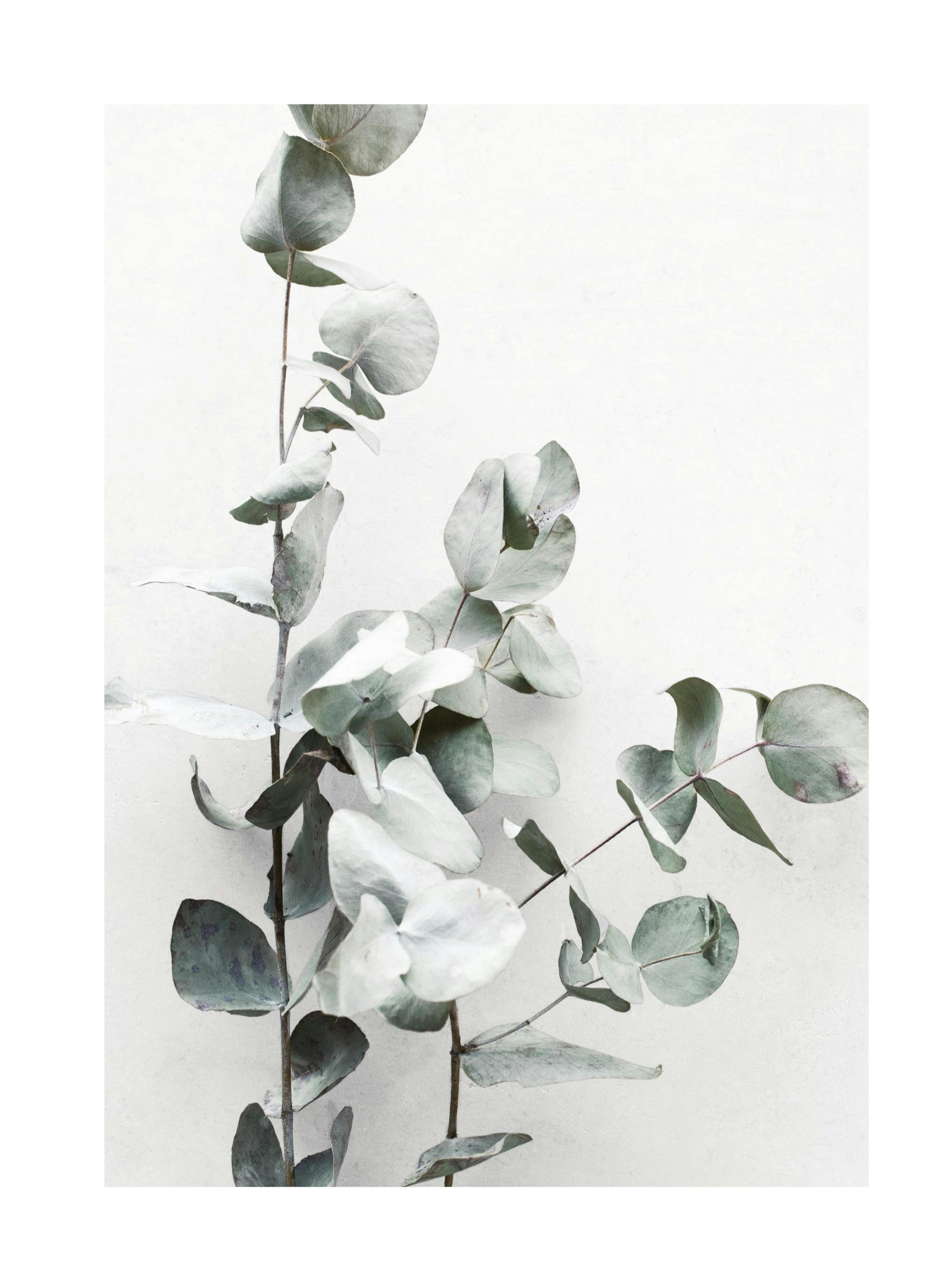 Eucalyptus Twigs No1 Poster 0