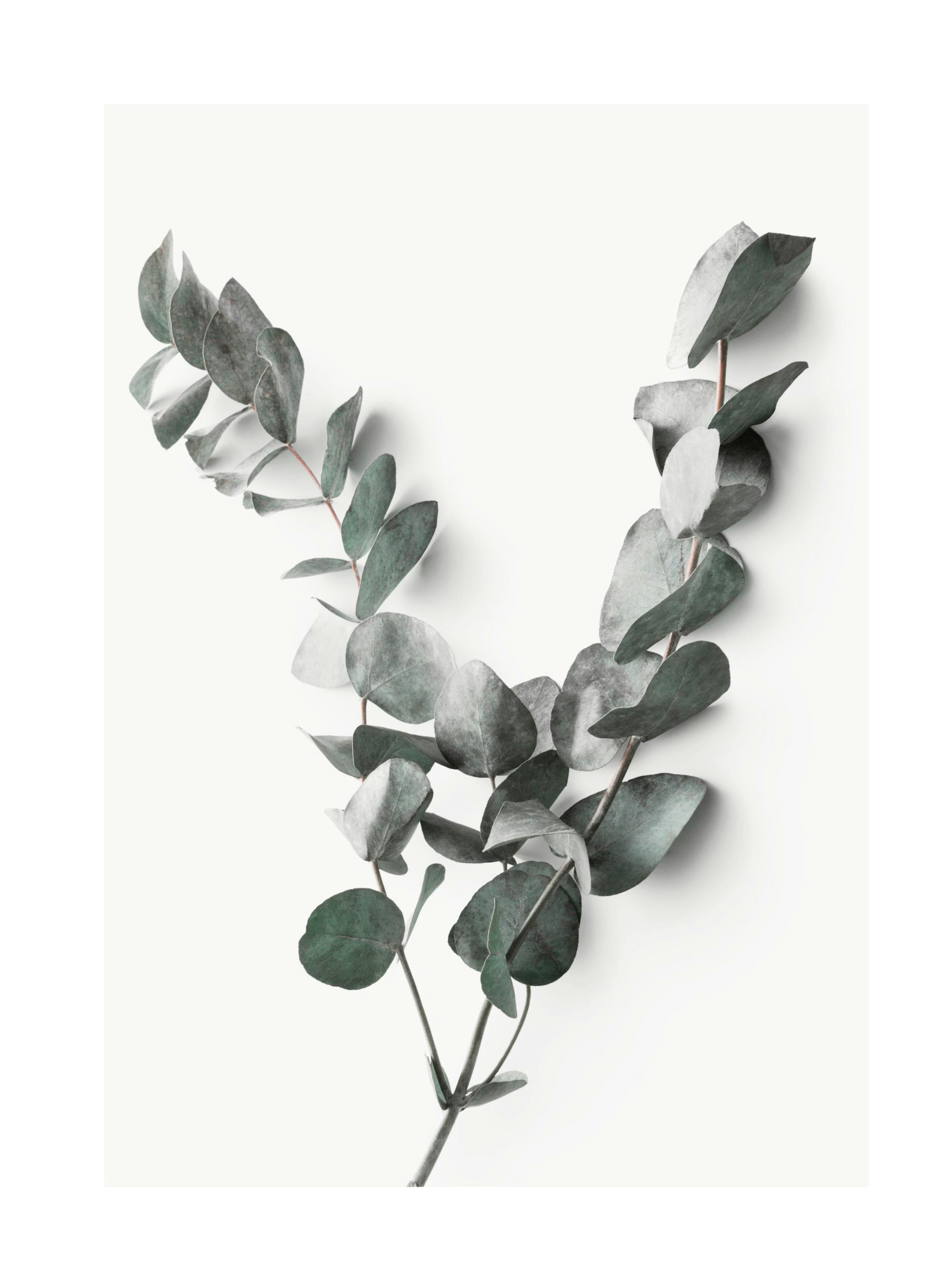 Eucalyptus Twigs No2 Print 0