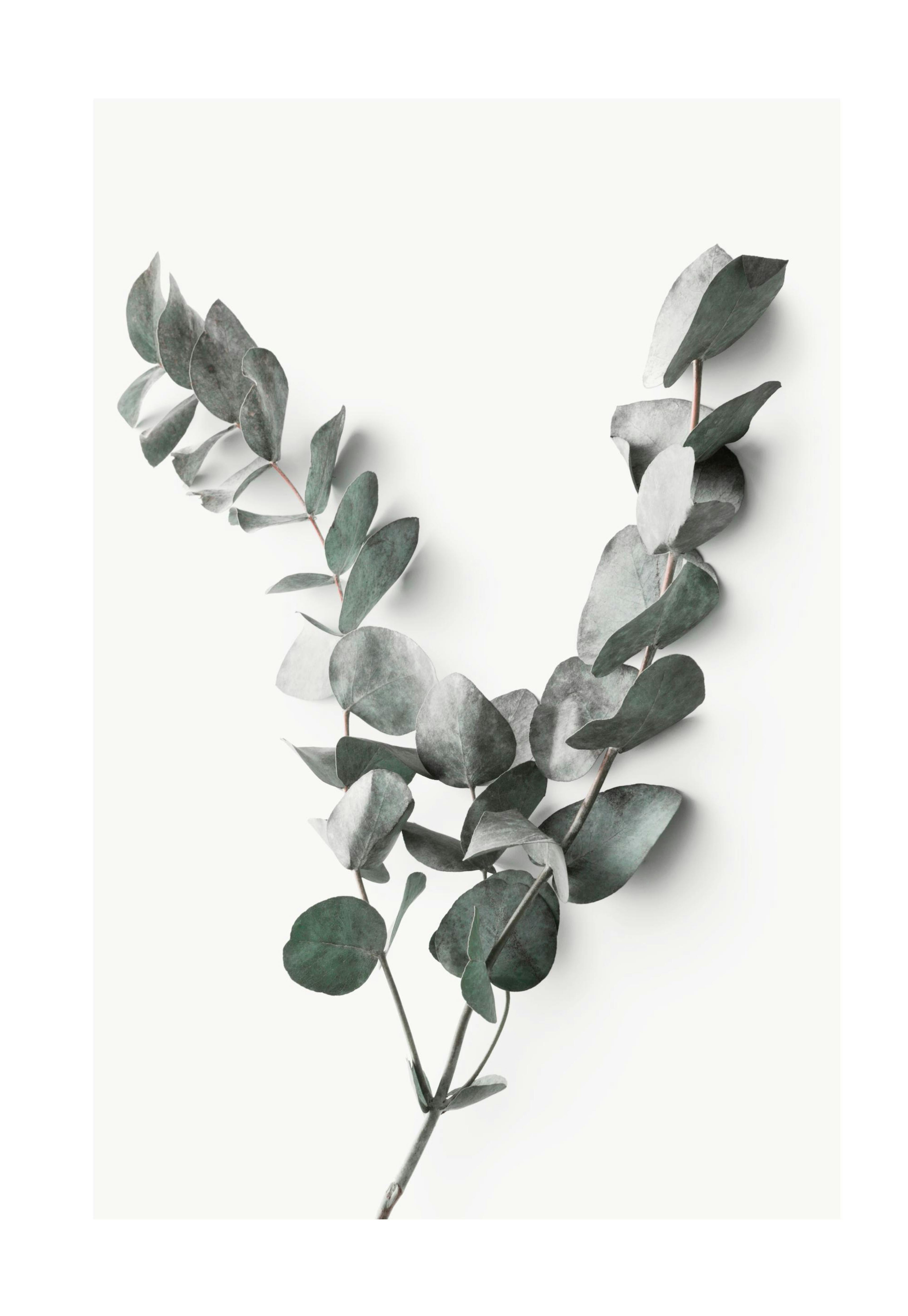 Eucalyptus Twigs No2 Print 0