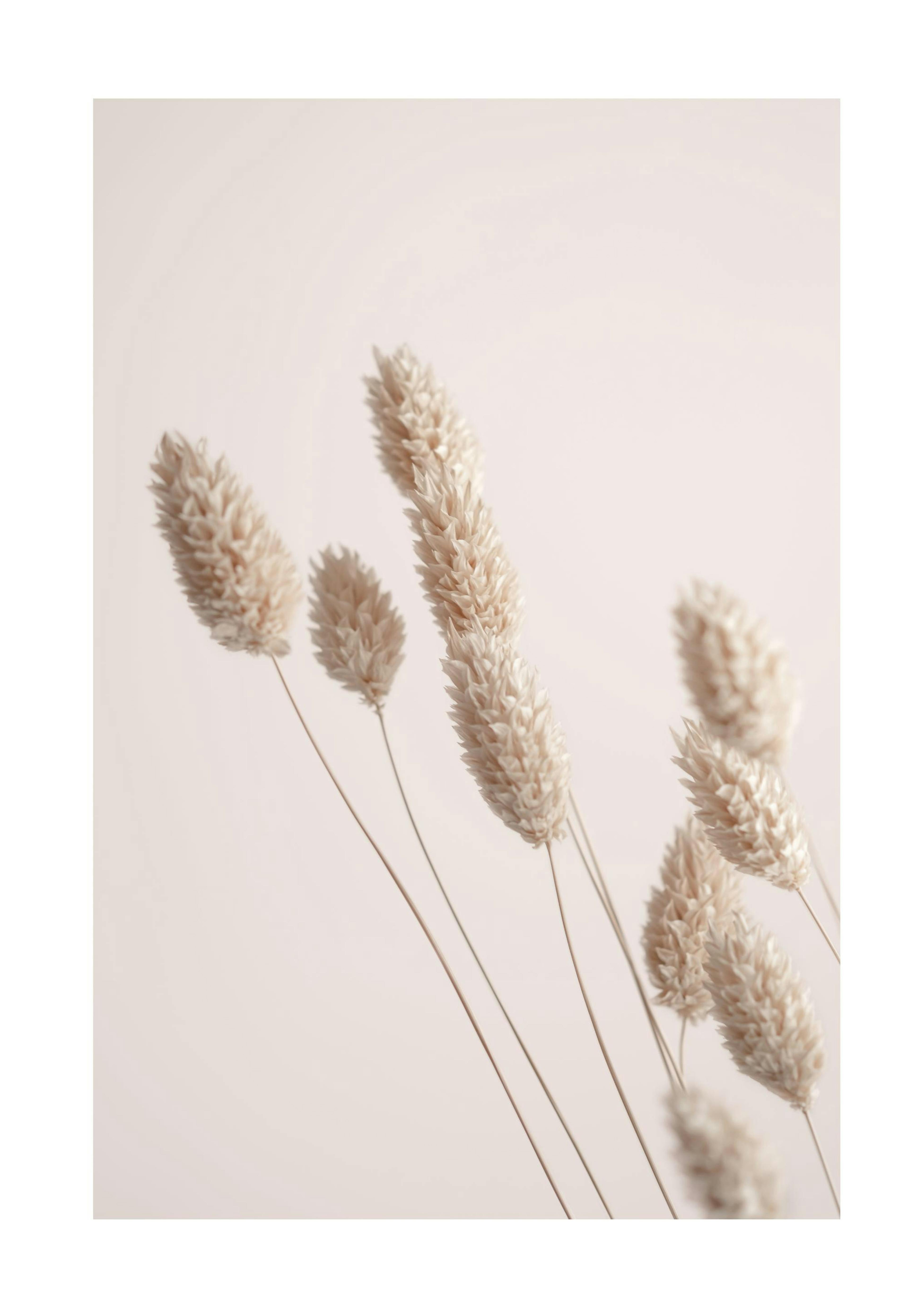 Dried Grass Juliste