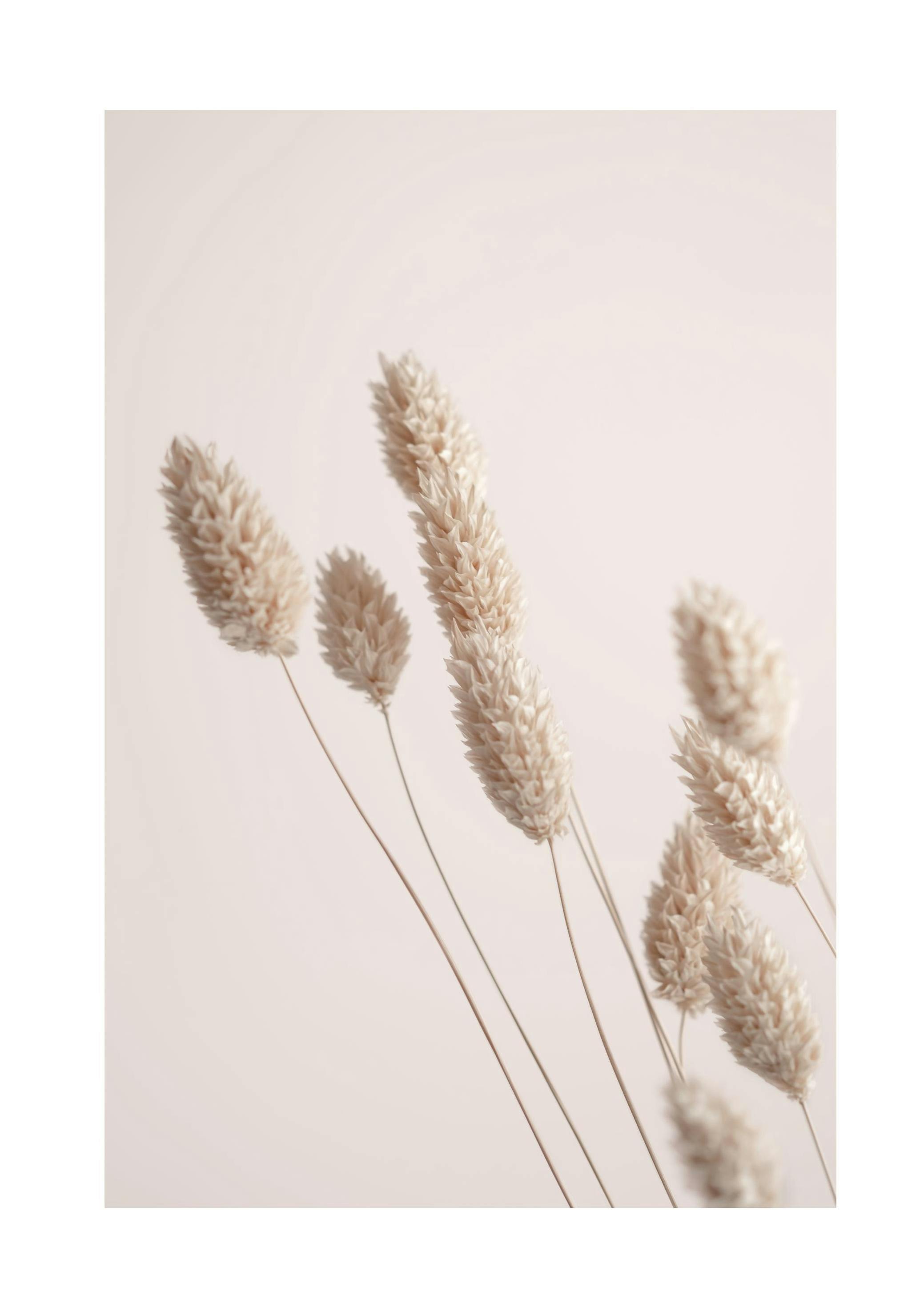 Prints - Dried Grass Print (50x70 cm) - Photography prints