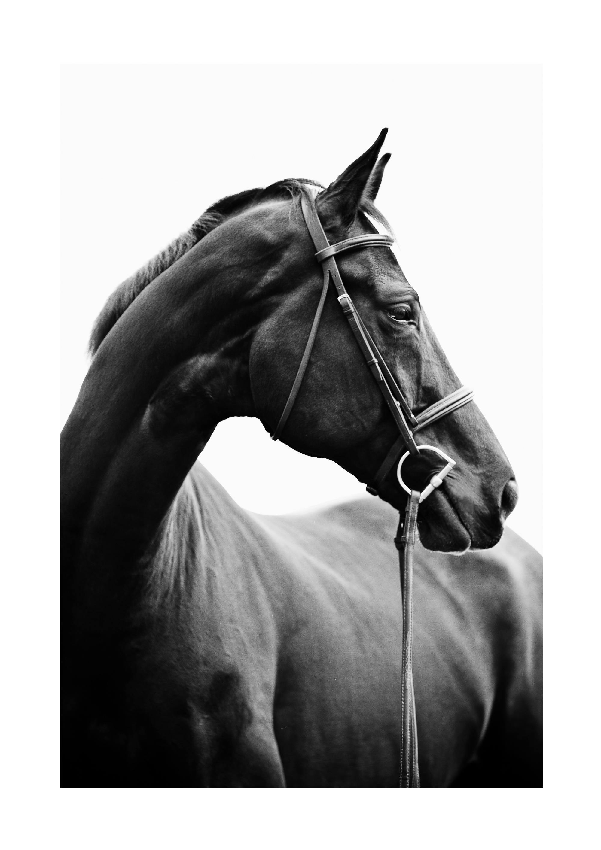 Portrait of Horse Poster 0
