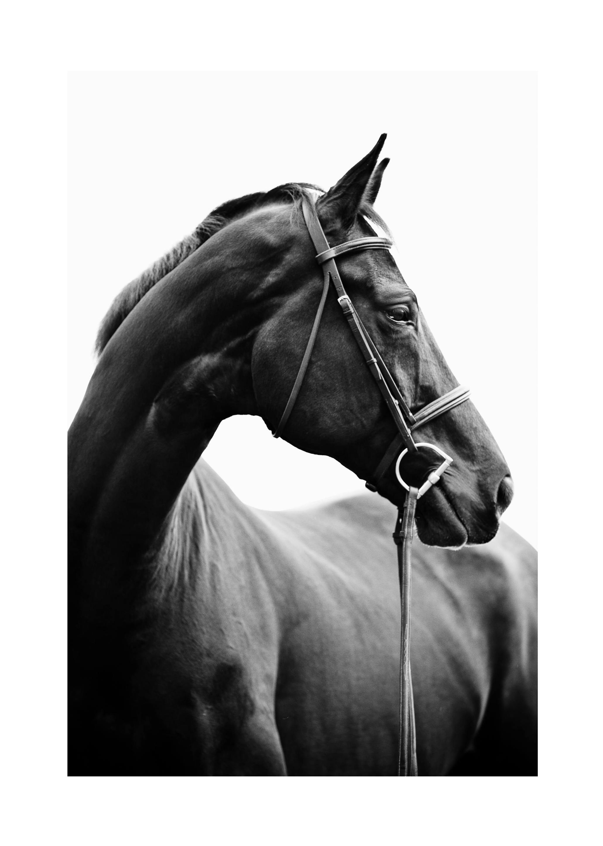 Portrait of Horse Poster (50x70 cm)