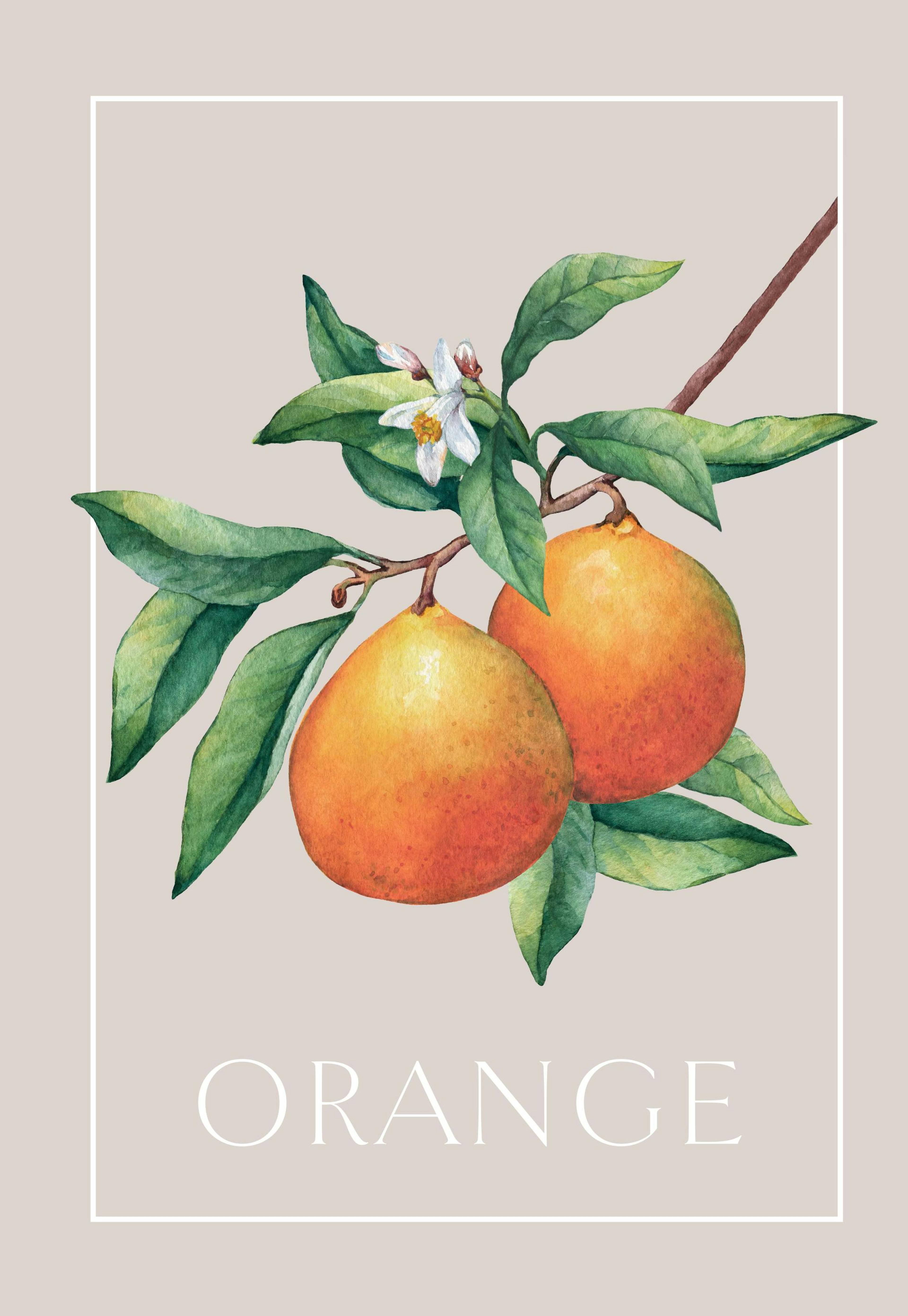 Vintage Oranges Poster 0