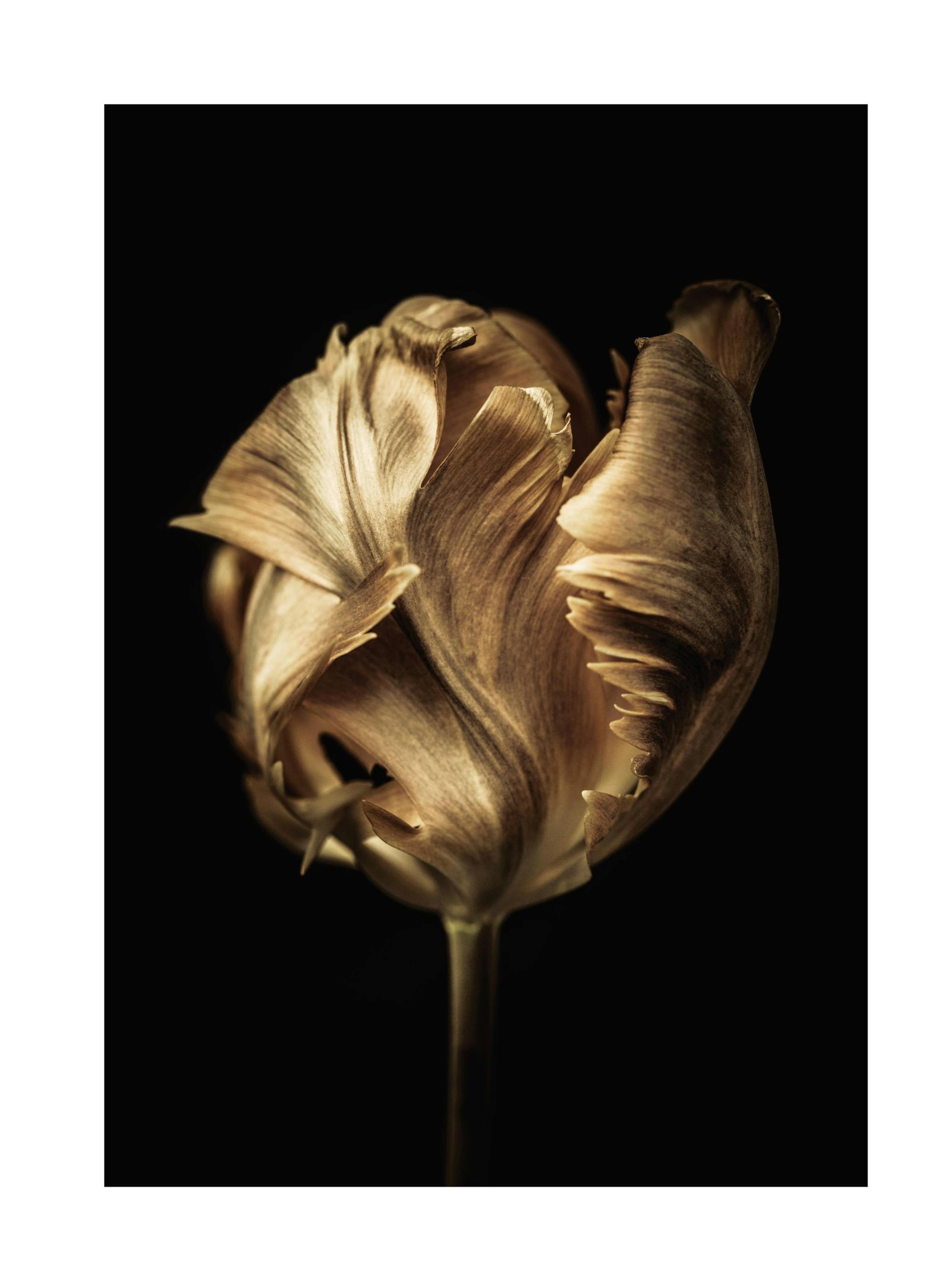 Golden Tulip Plakat