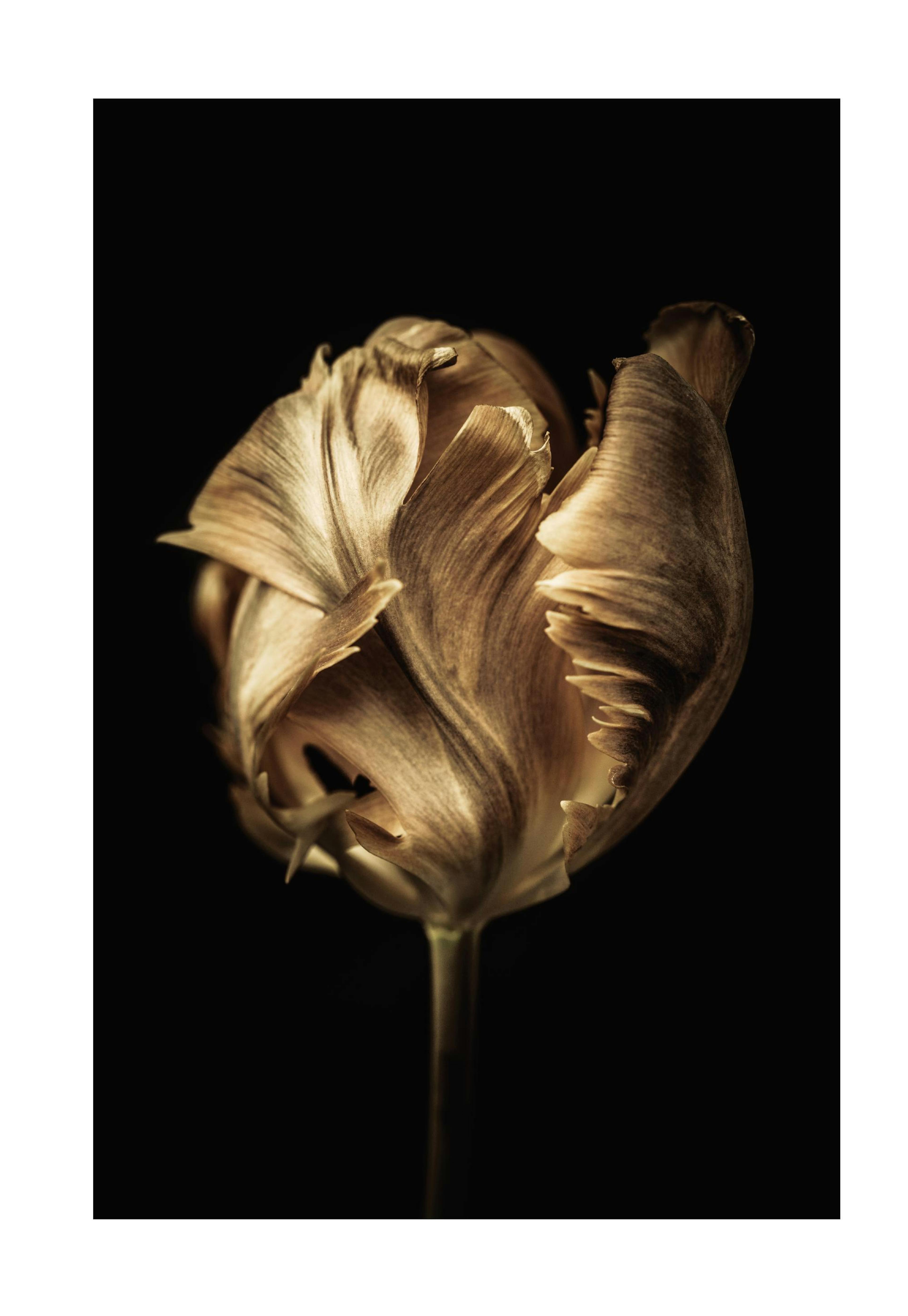 Golden Tulip Poster 0