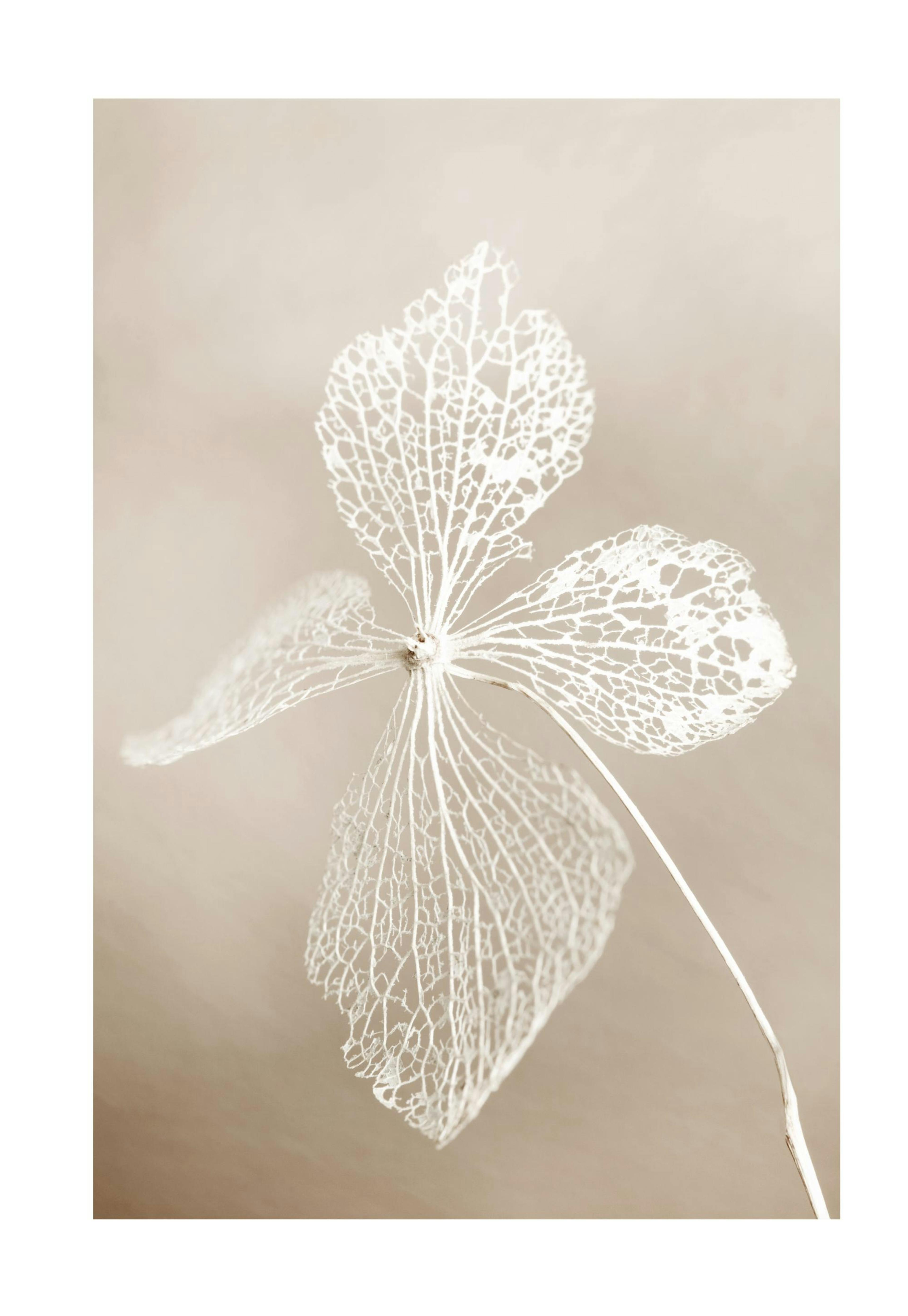 Dried Flower Juliste 0