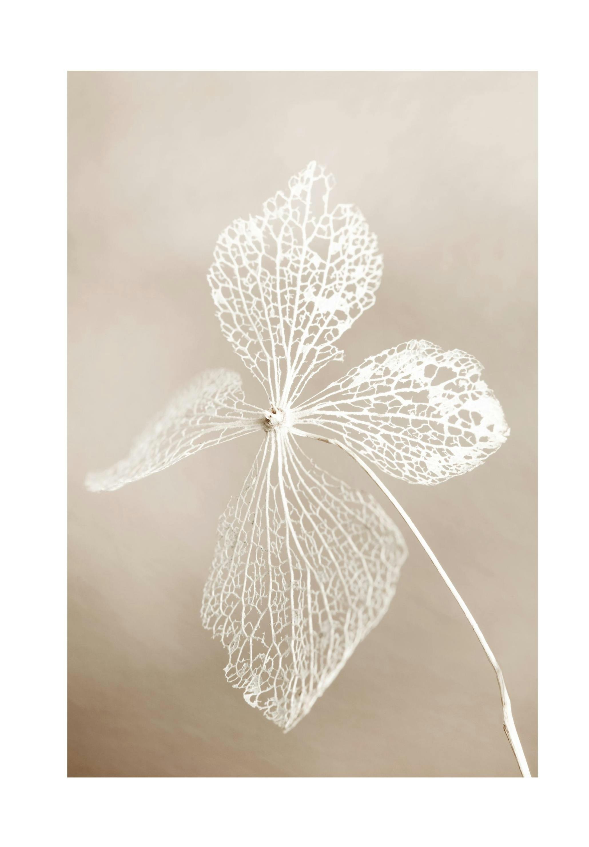 Dried Flower Poster (21x30 cm) -  Fotografien