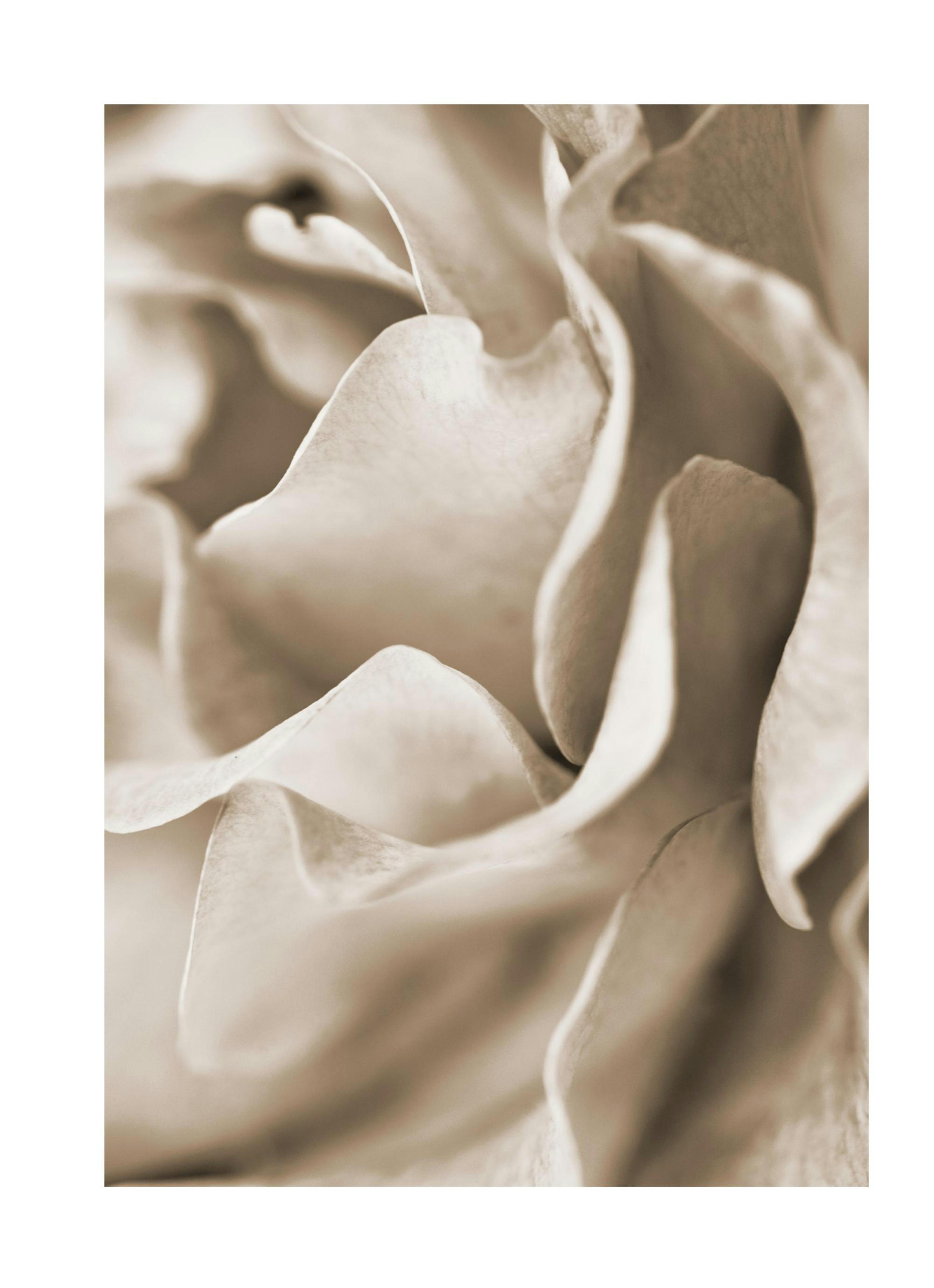Muted Rose Plakat