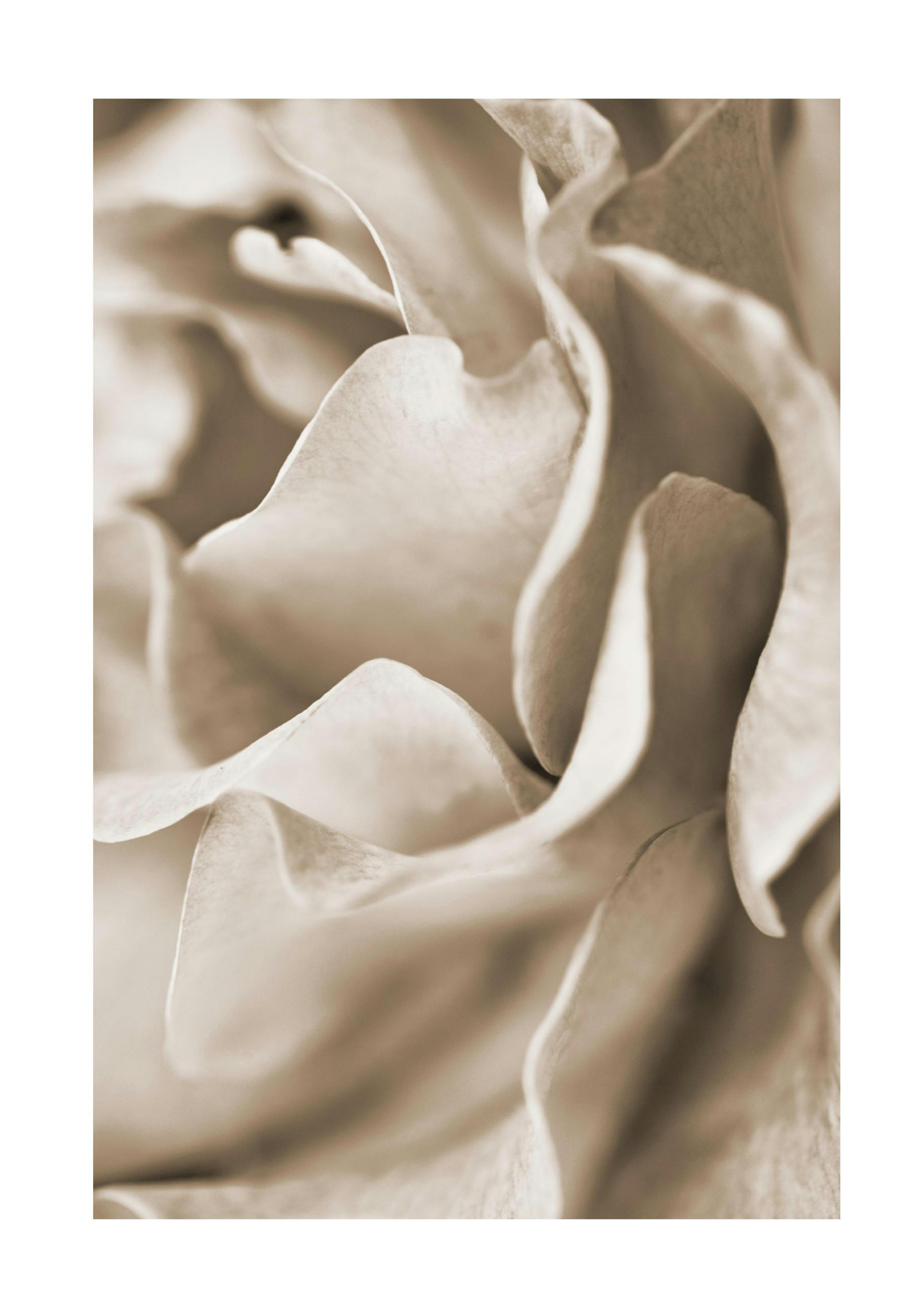 Muted Rose Plakat 0