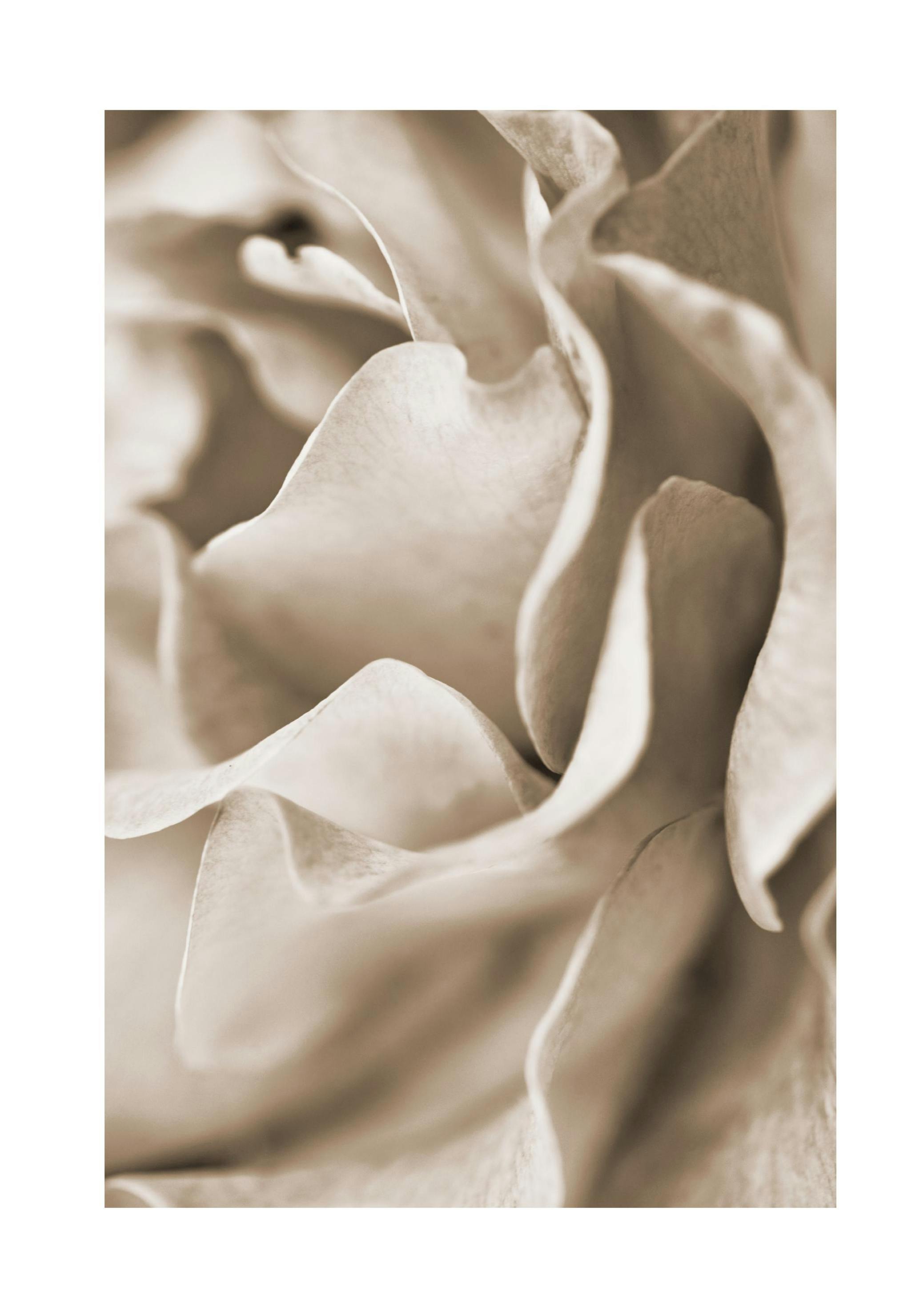 Prints - Muted Rose Print (50x70 cm) - Photography prints