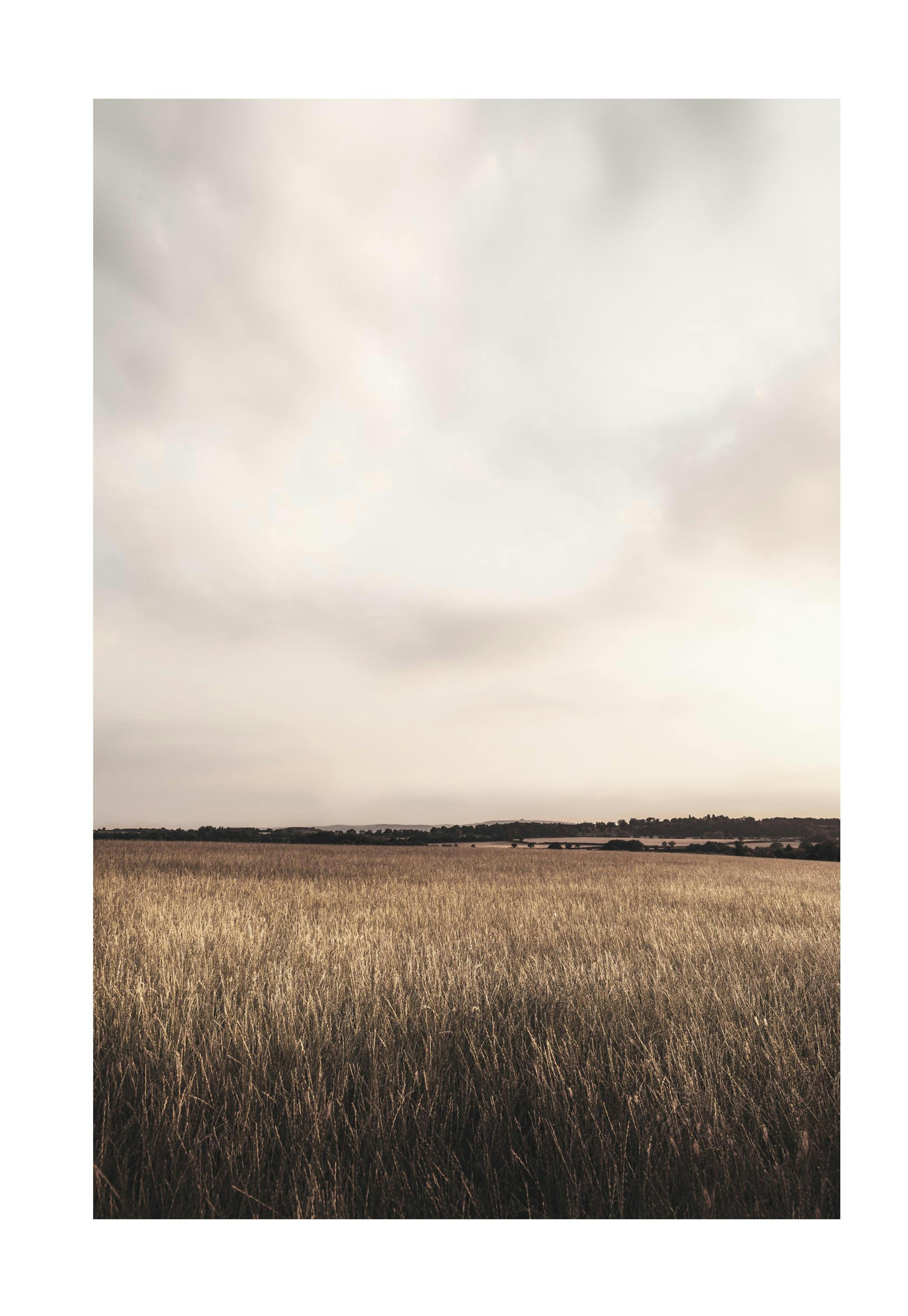 Calm Field Print