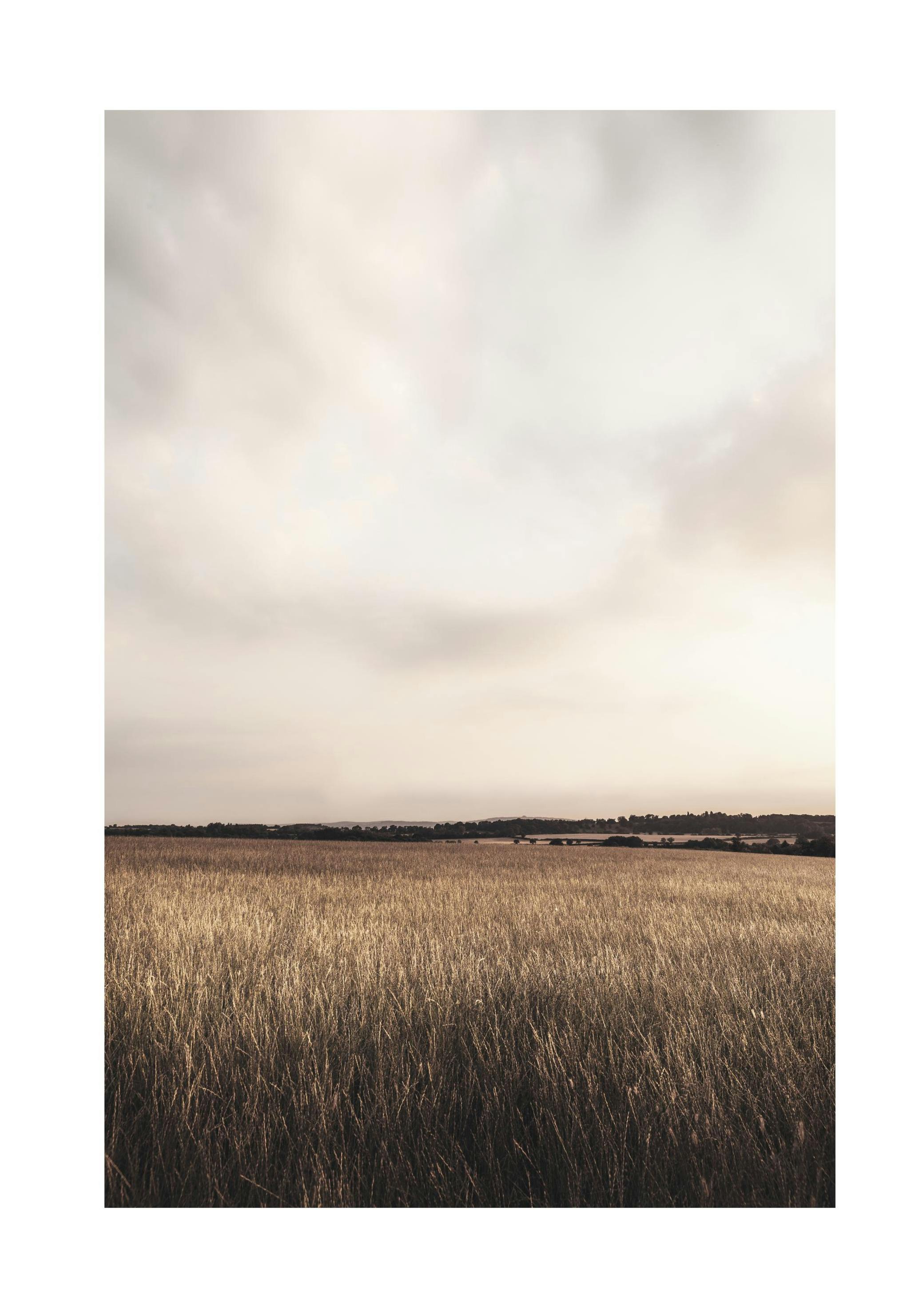 Calm Field Plakat (50x70 cm)- Zdjęcia natury