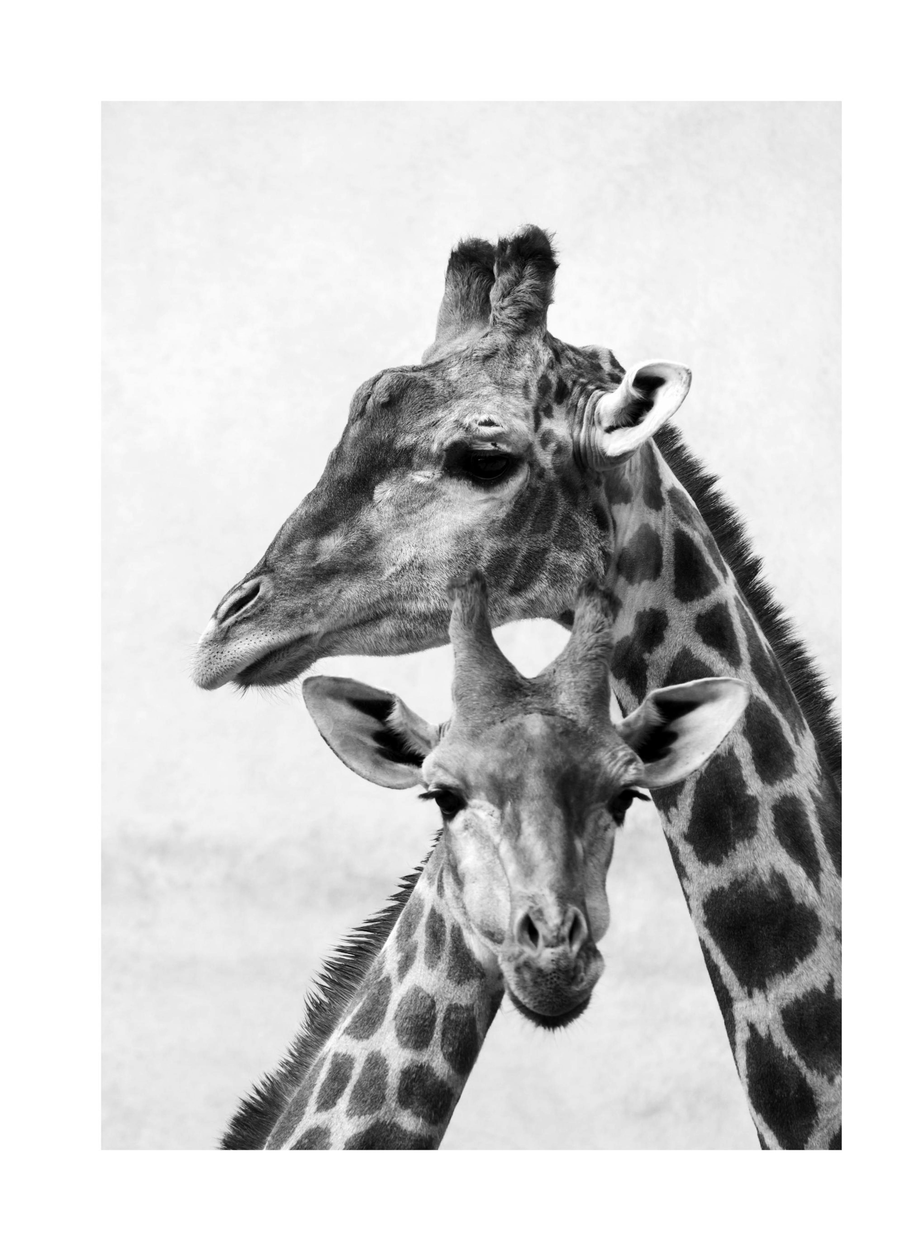 Giraffe Emotions Poster
