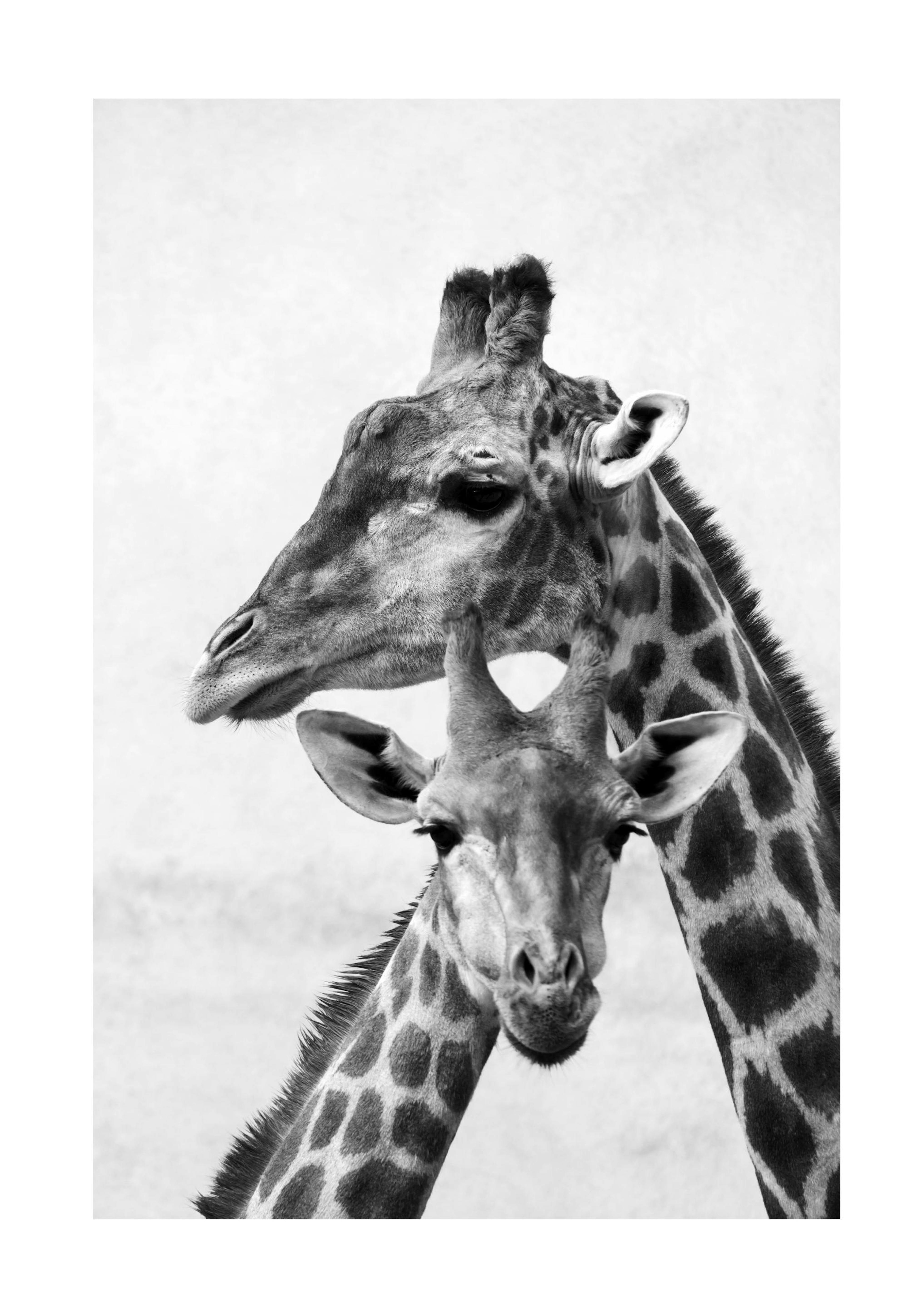Giraffe Emotions Print 0