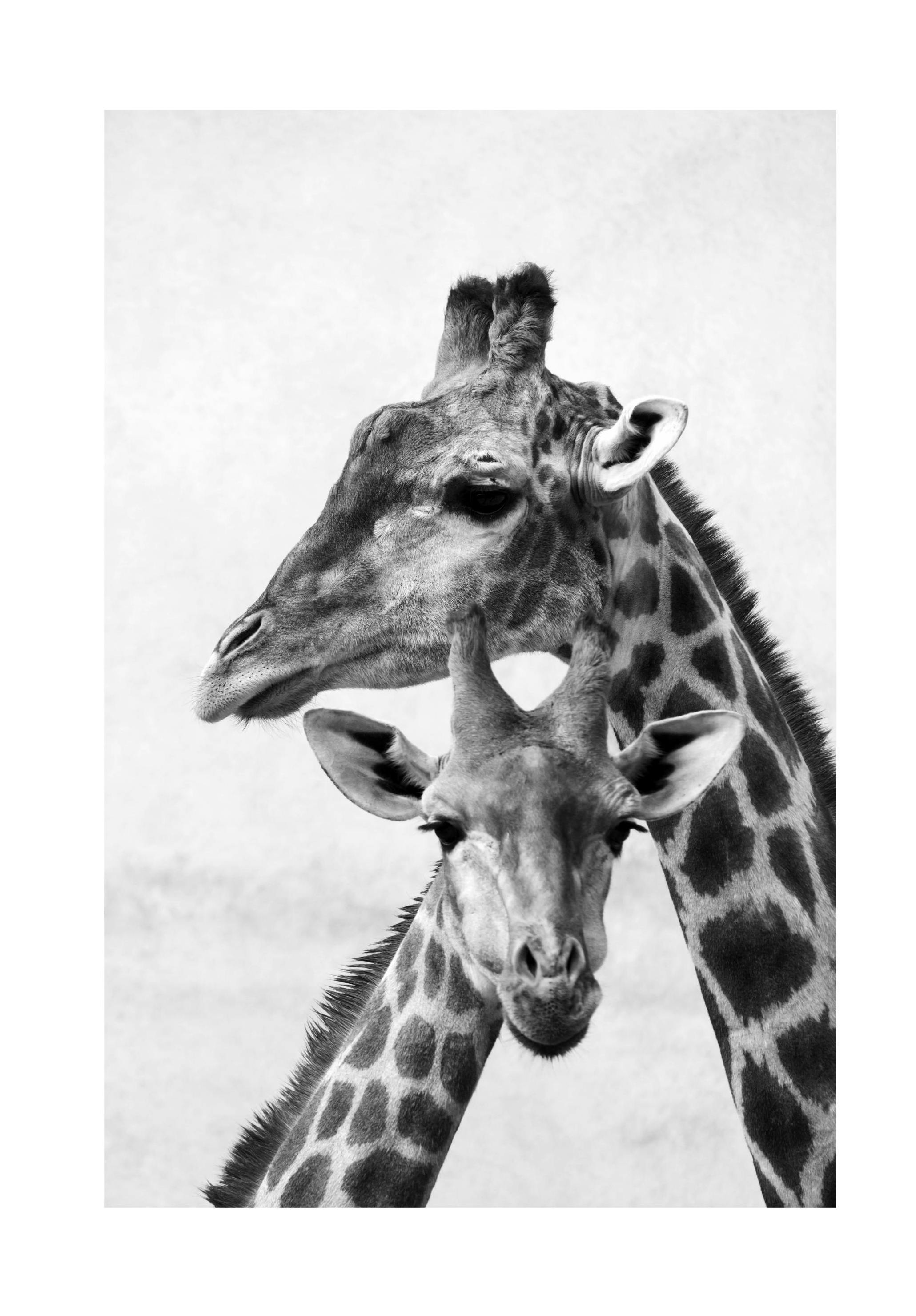 Giraffe Emotions Affiche (50x70 cm) - Affiches noir et blanc
