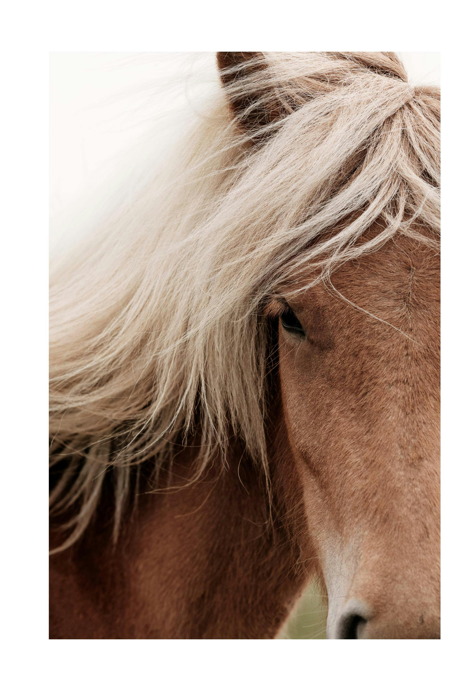 Chestnut Horse Print 0