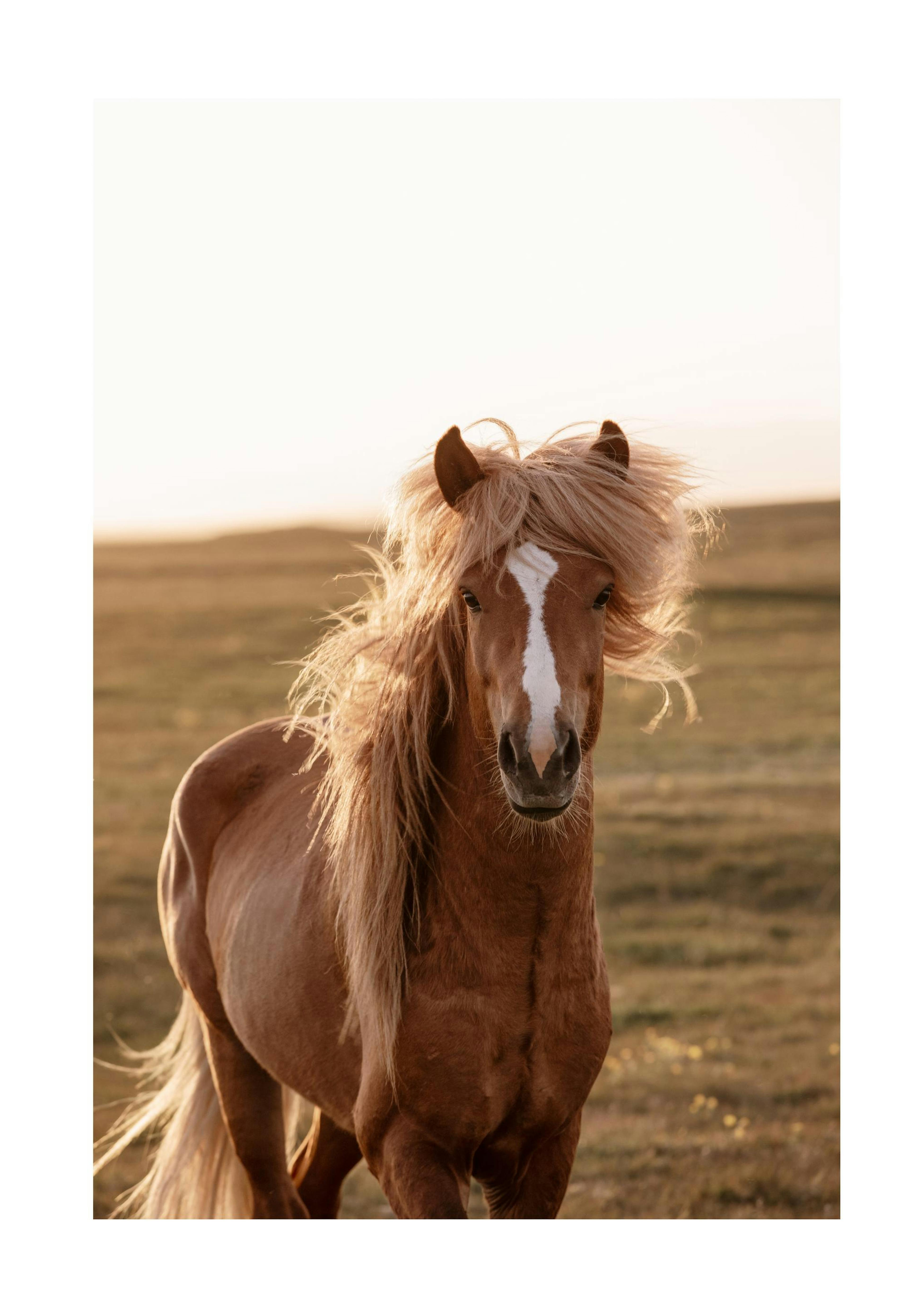 Golden Horse Print 0