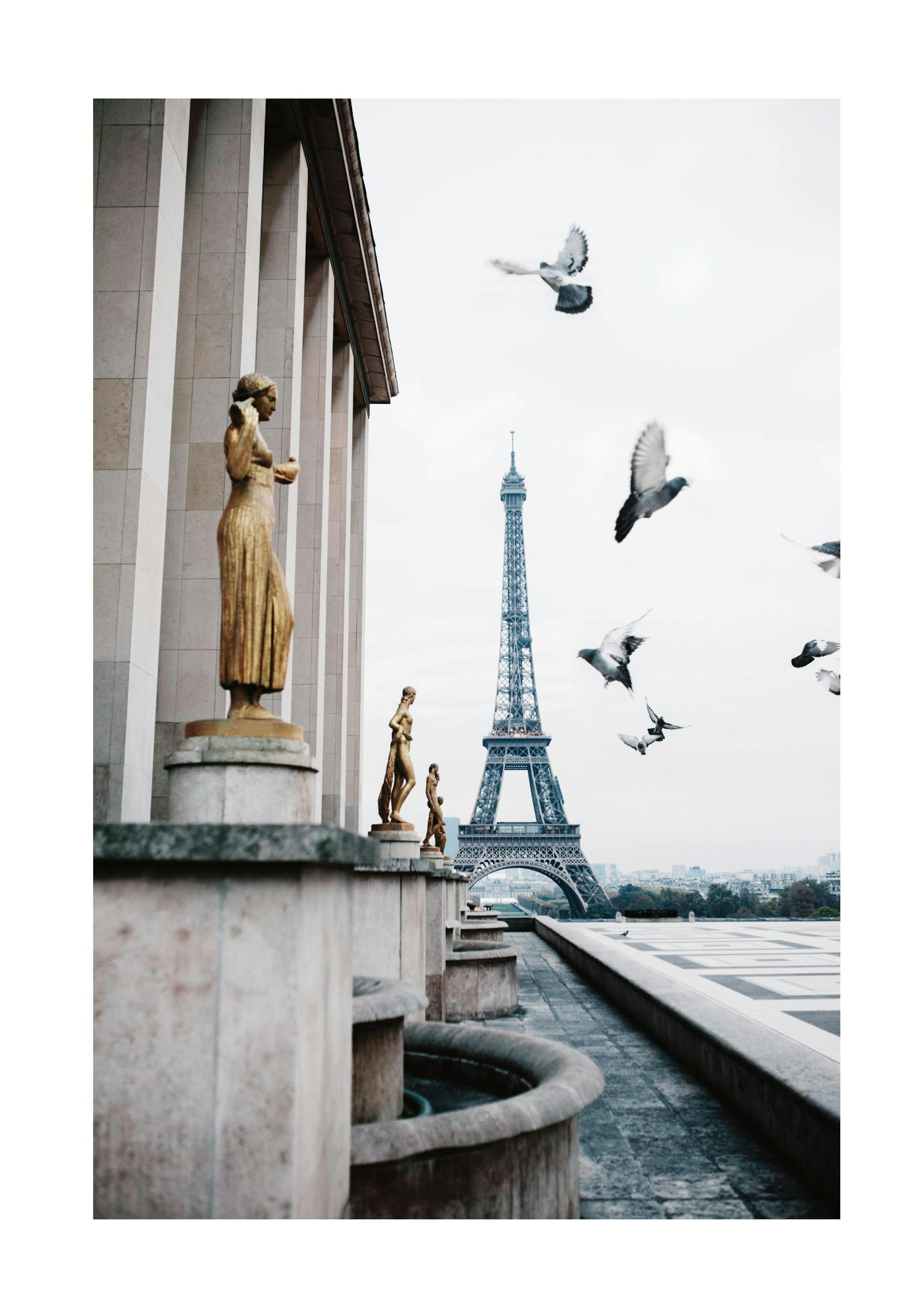 Eiffel Tower and Flying Pigeons Print 0