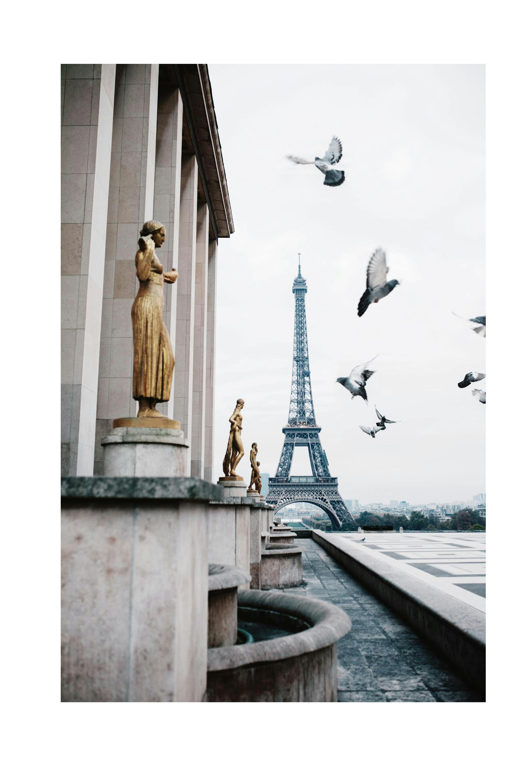 Prints - Eiffel Tower and Flying Pigeons Print (50x70 cm) - Paris prints