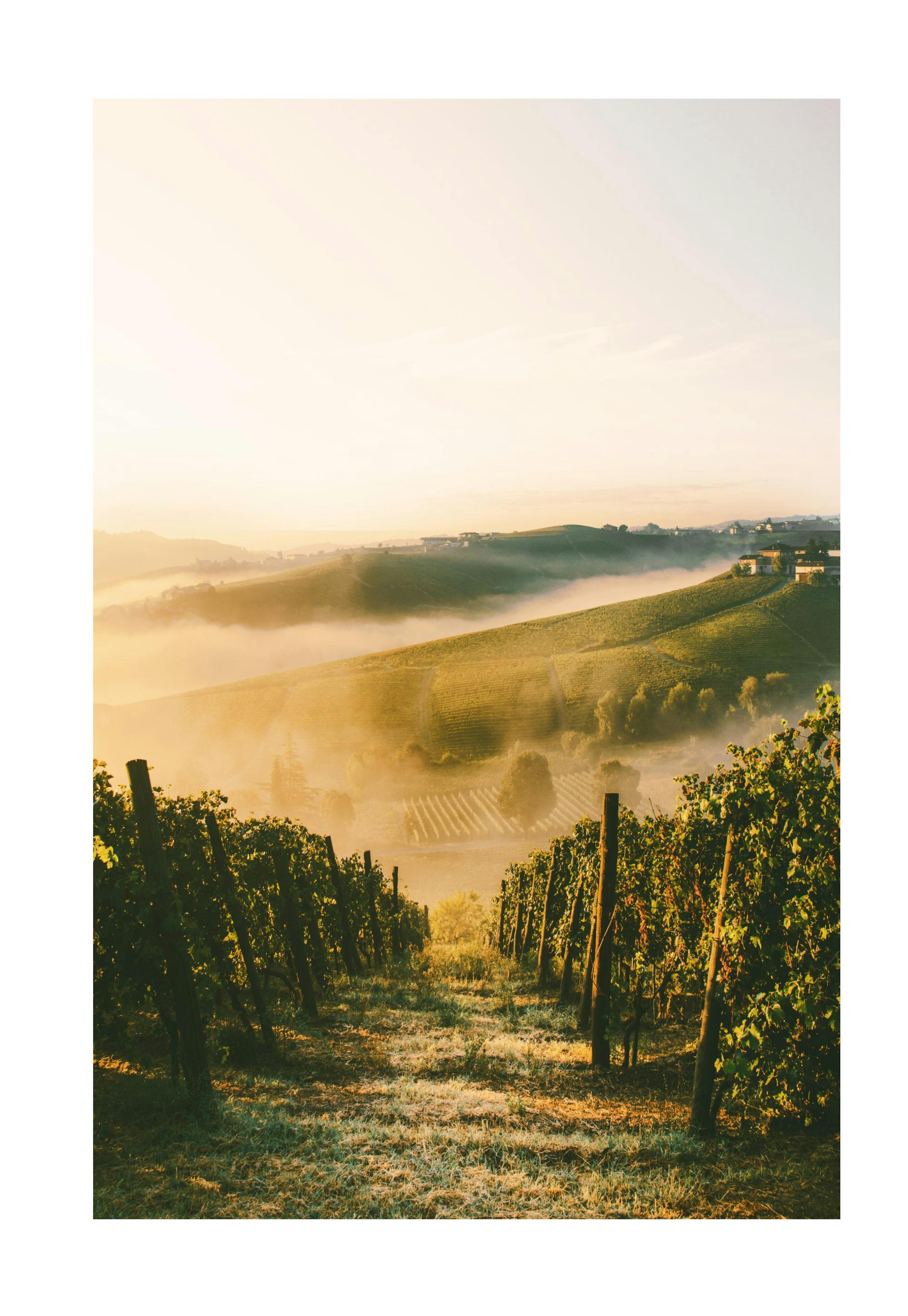 Langhe Vineyard Poster 0