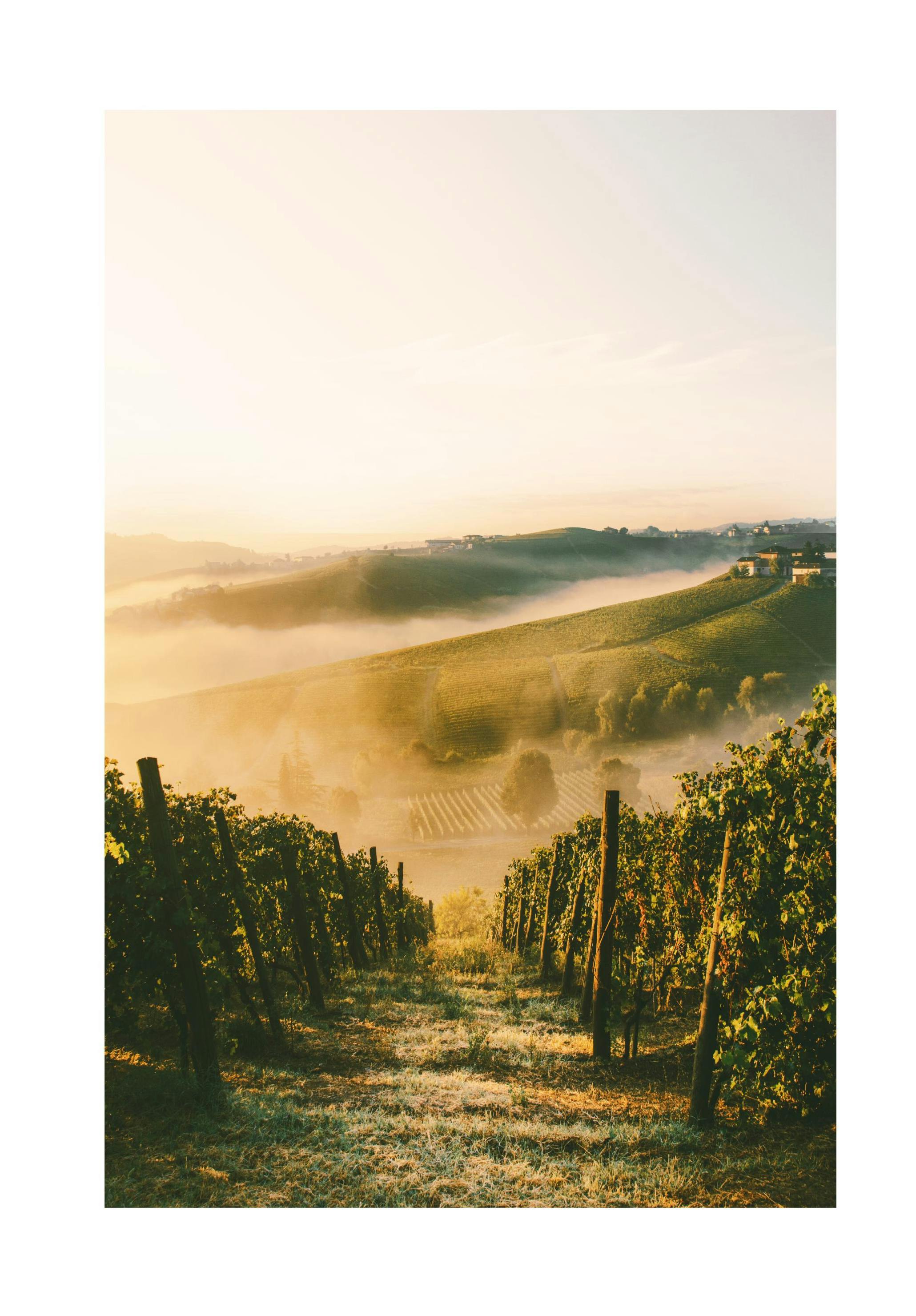 Prints - Langhe Vineyard Print (50x70 cm) - Landscape prints