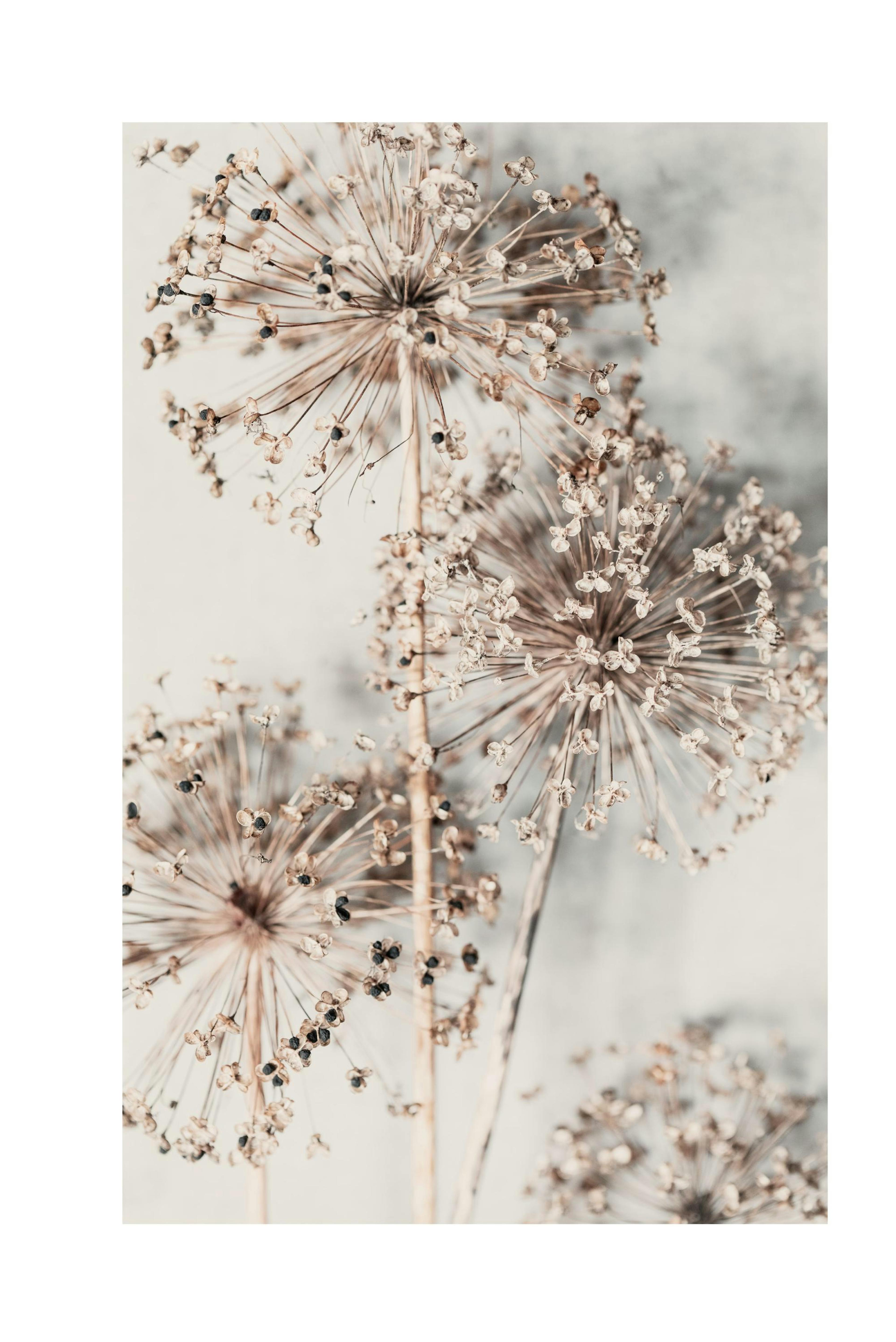 Autumn Allium