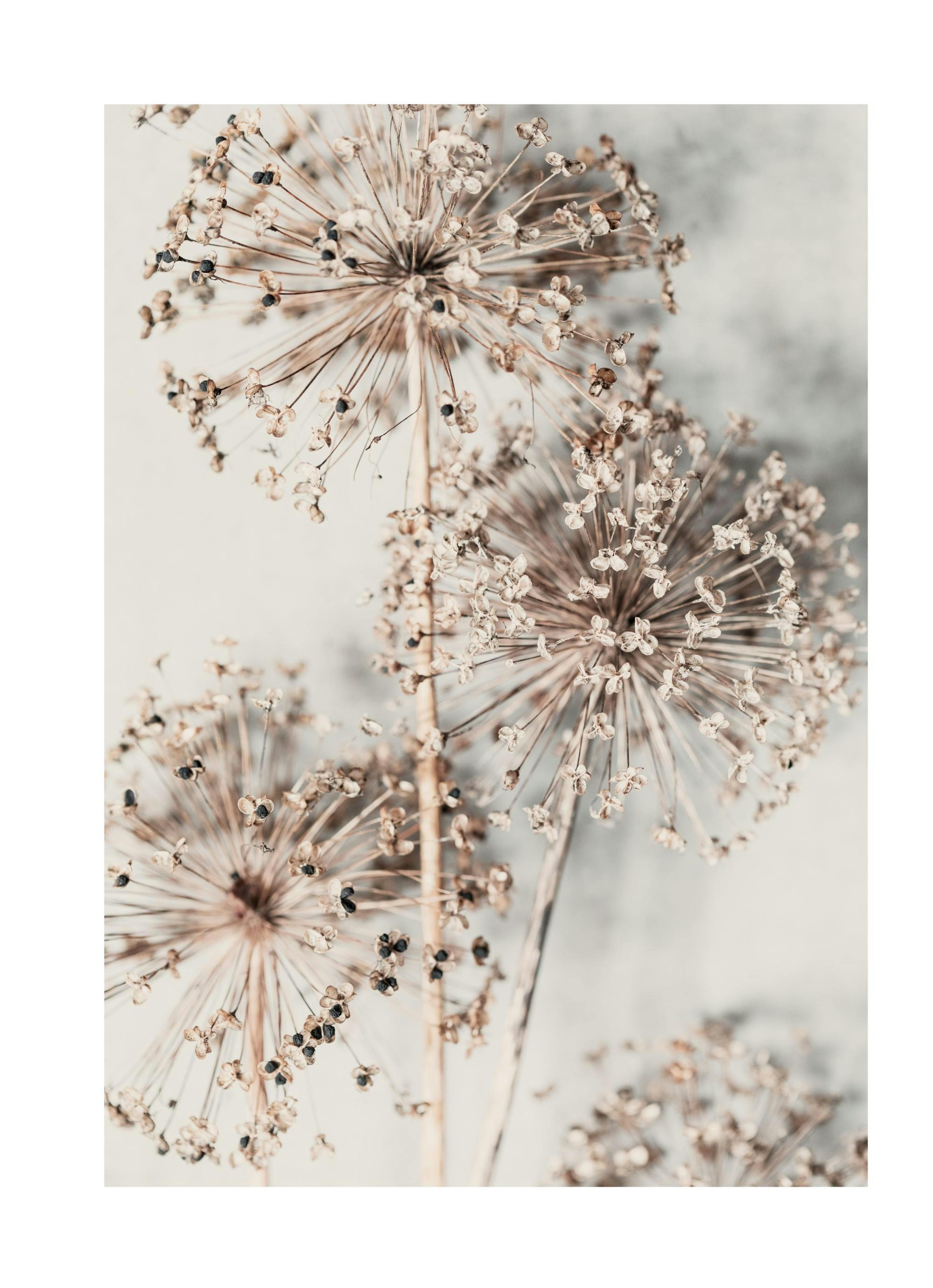 Autumn Allium Print 0