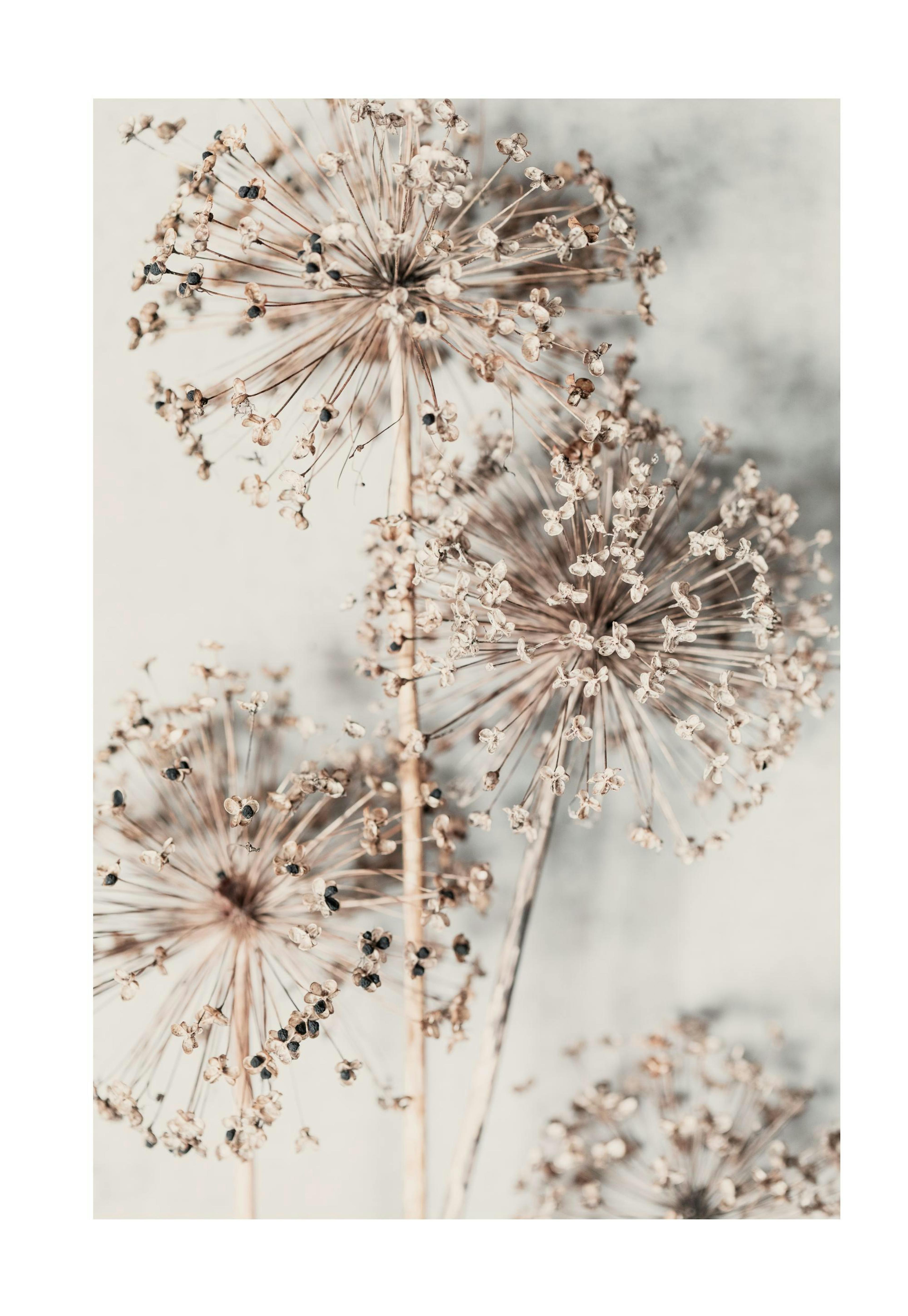 Autumn Allium Plagát 0