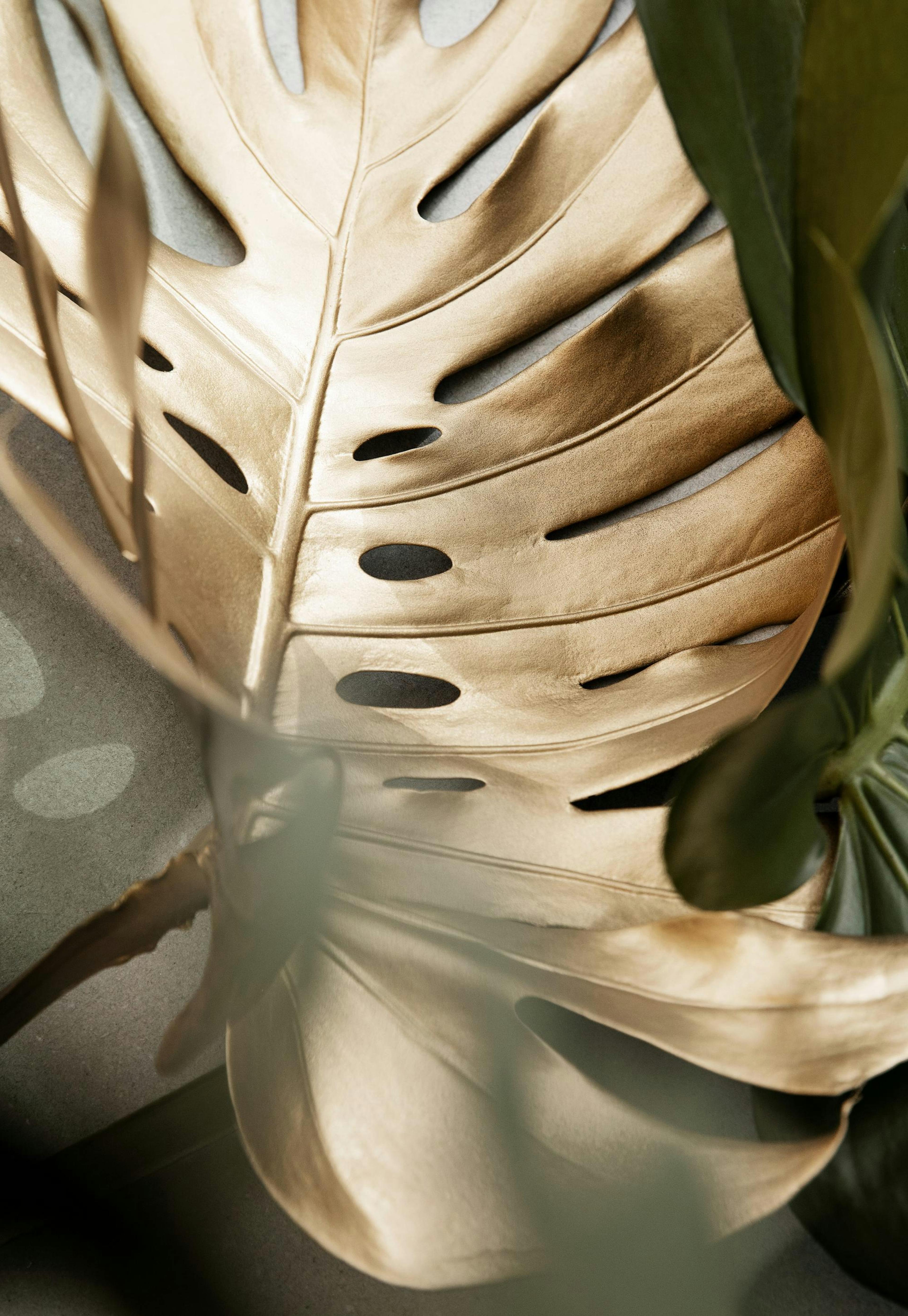 Golden Monstera leaves Poster 0