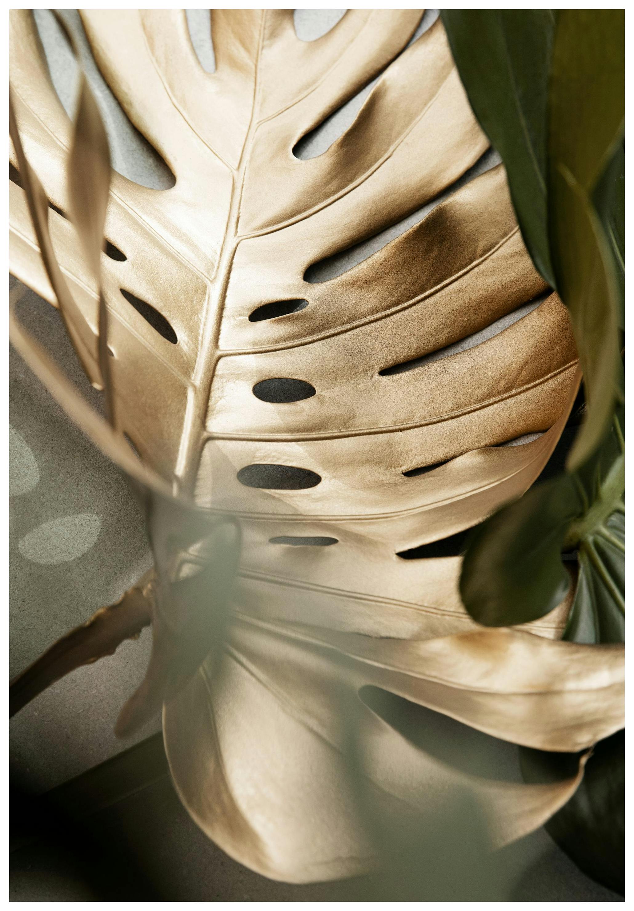 Golden Monstera leaves Print (50x70 cm)