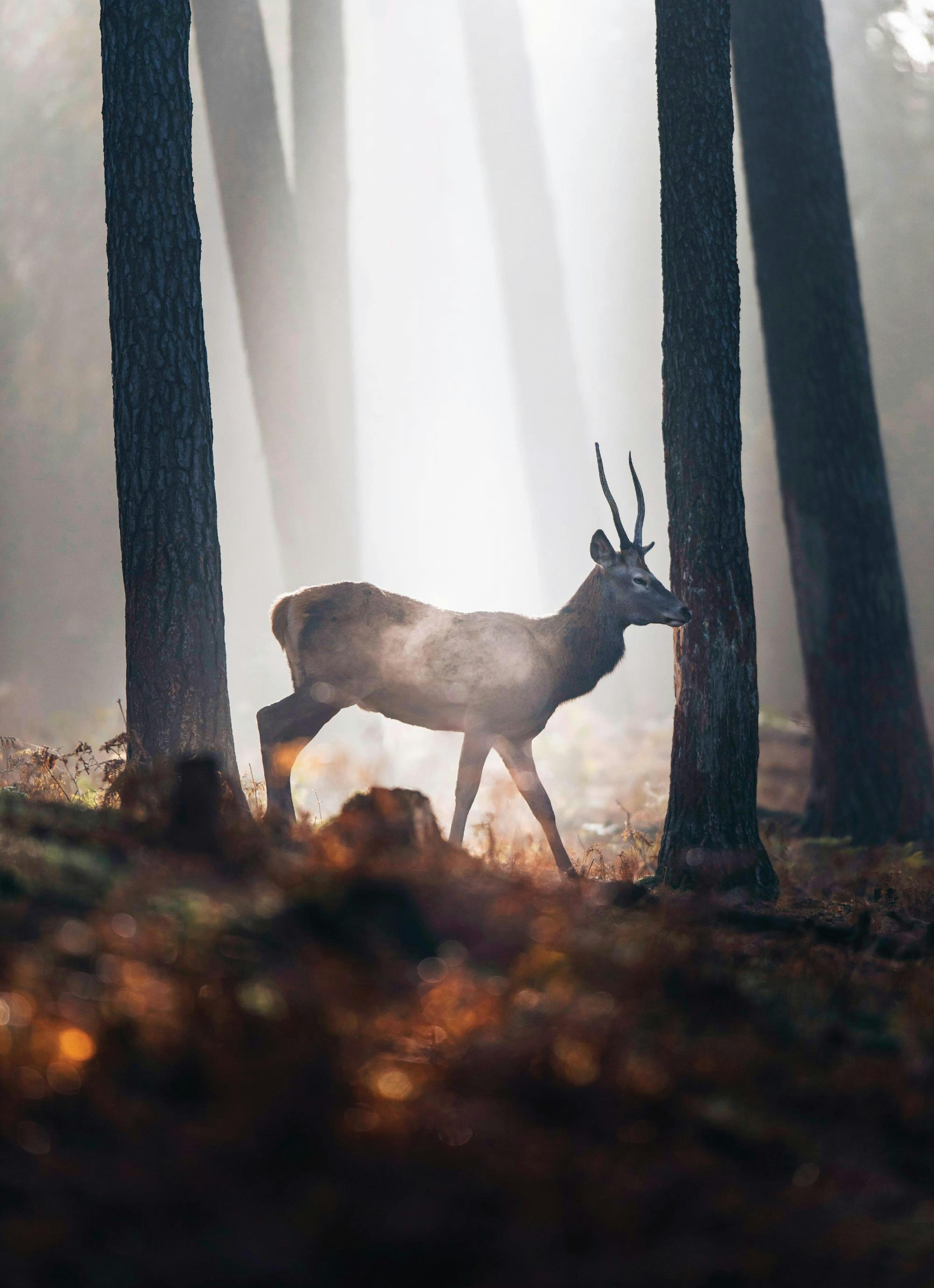 Red Deer Print