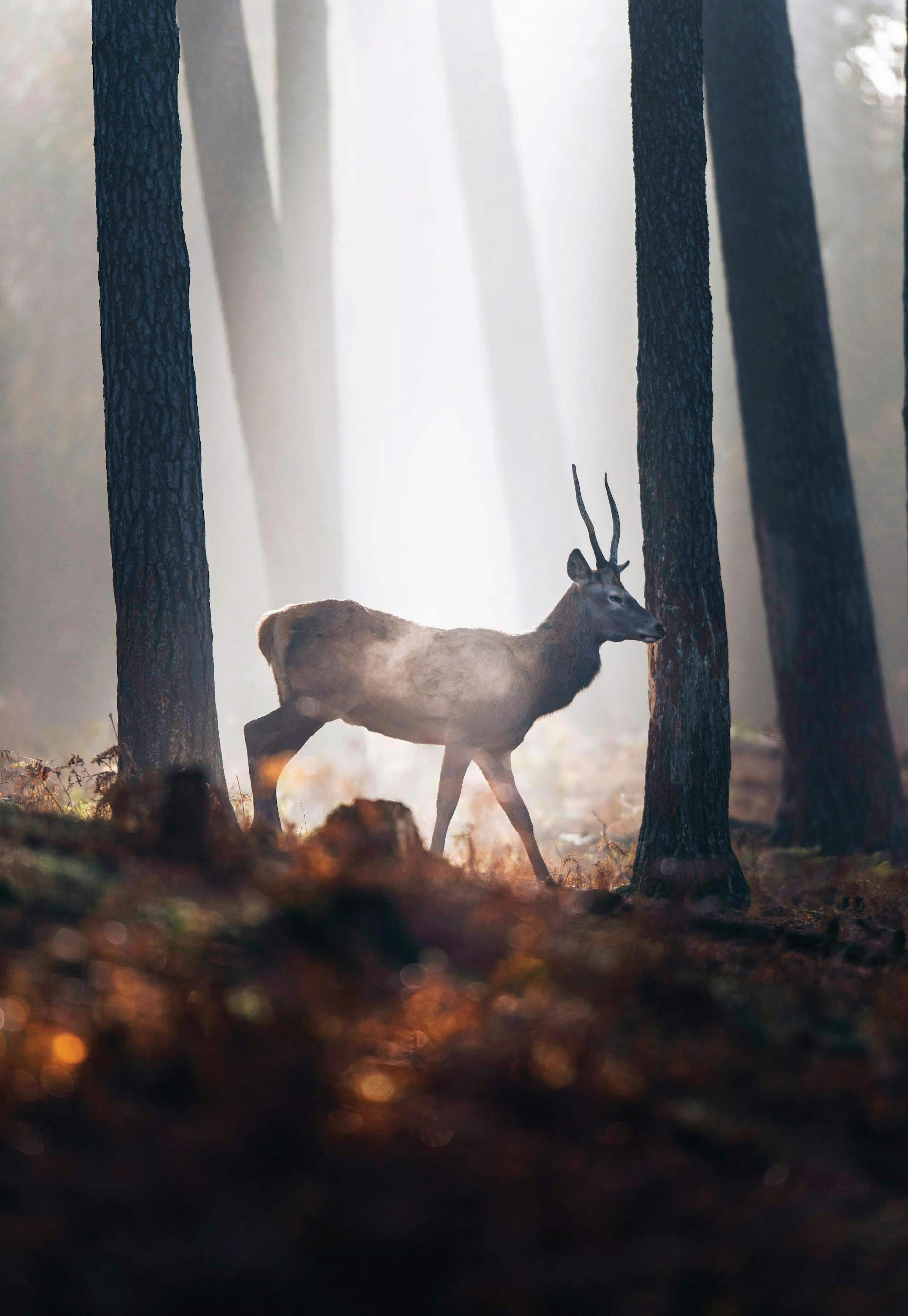 Red Deer Affiche 0