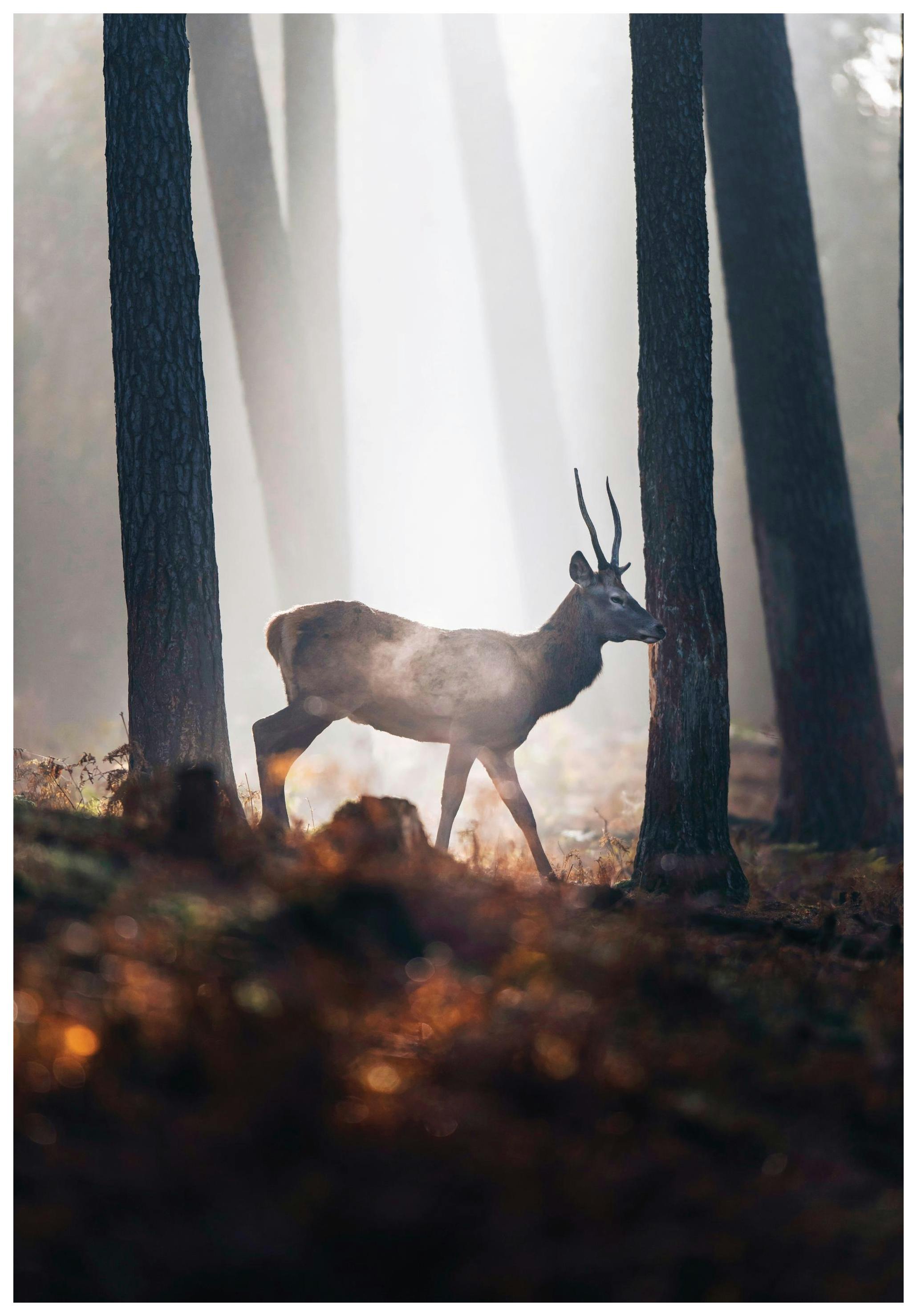 Prints - Red Deer Print (50x70 cm) - Animal art prints