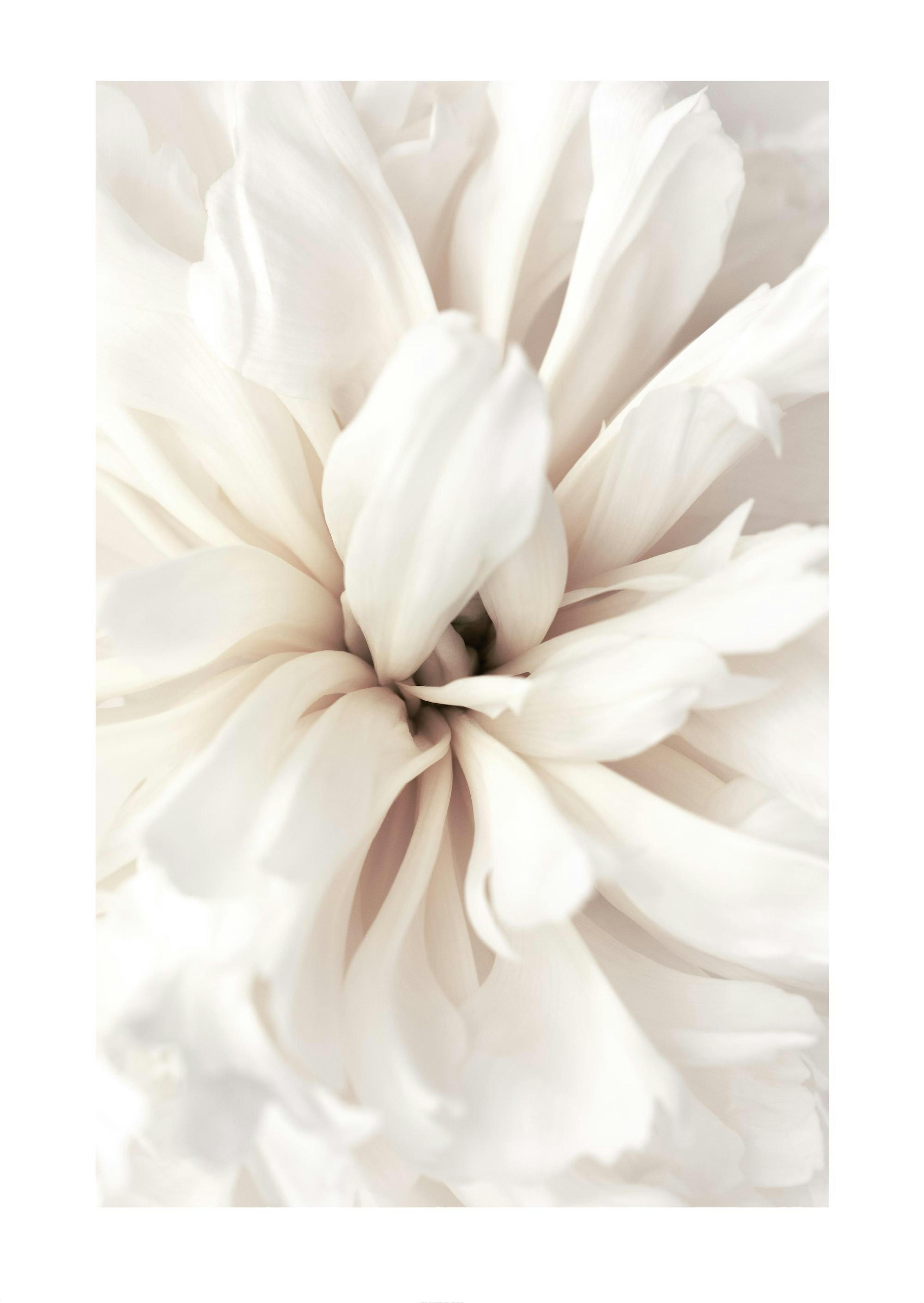 Close Up Blossom Poster 0