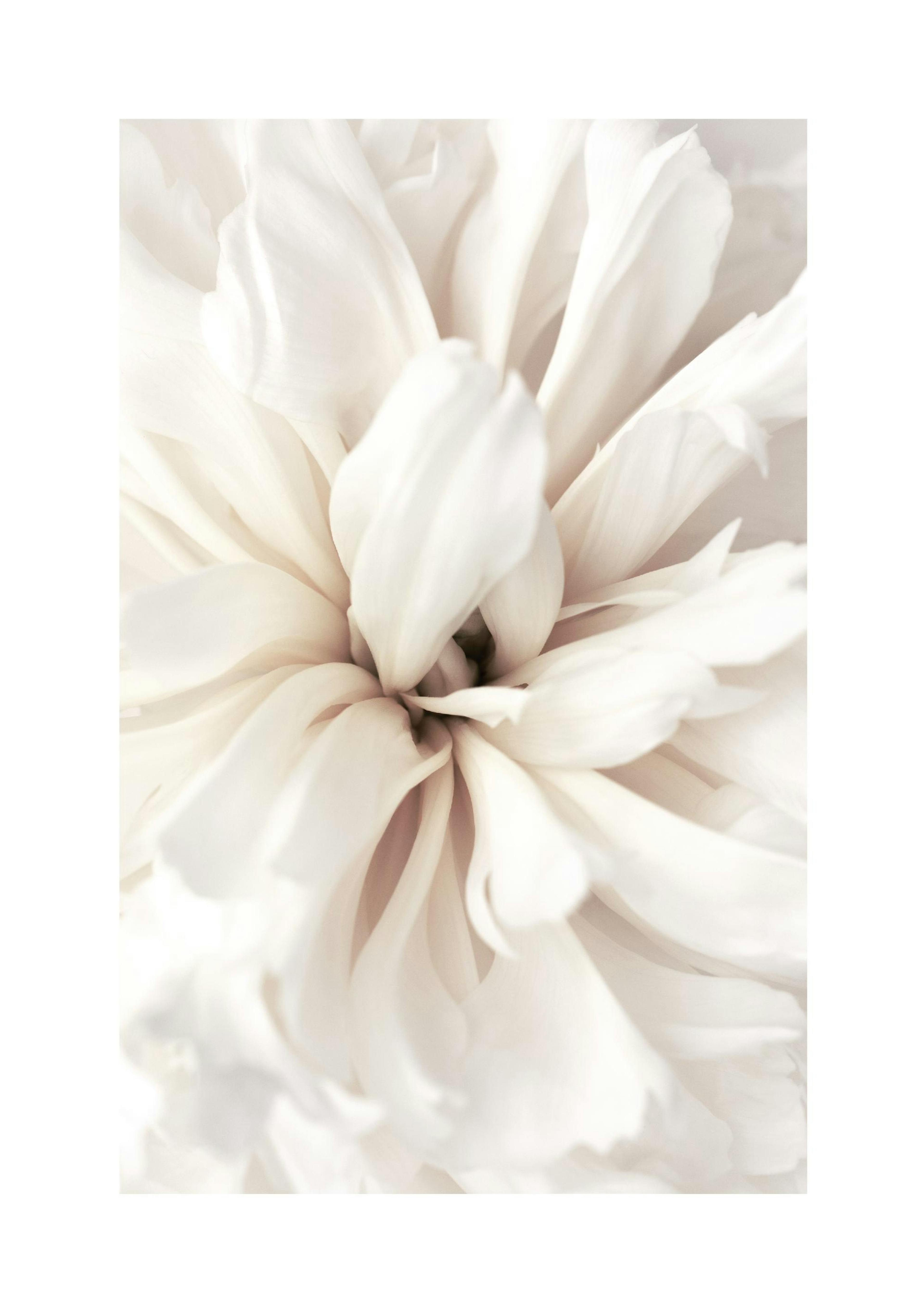 Close Up Blossom 포스터