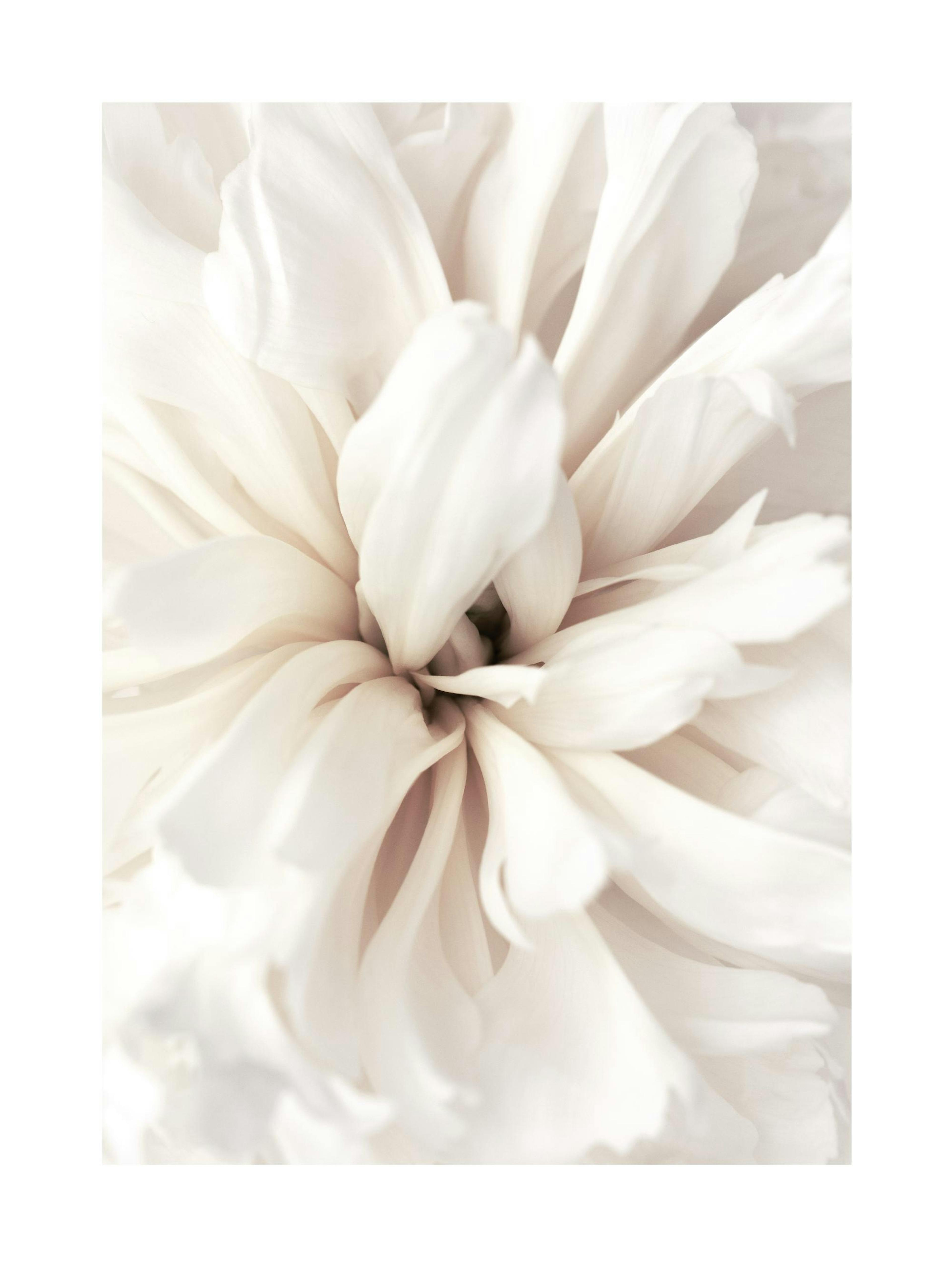 Close Up Blossom Poster 0