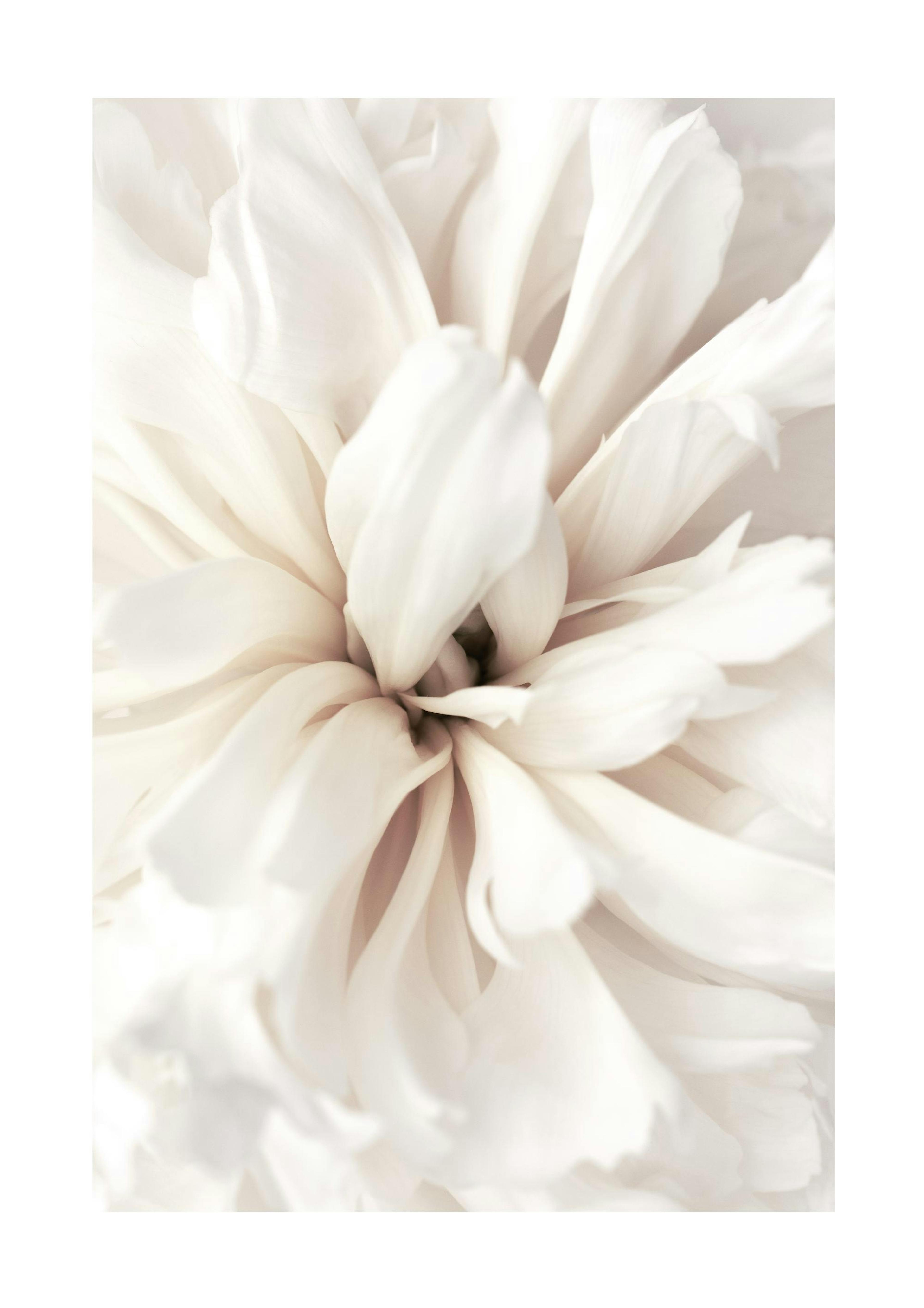 Close Up Blossom Print 0