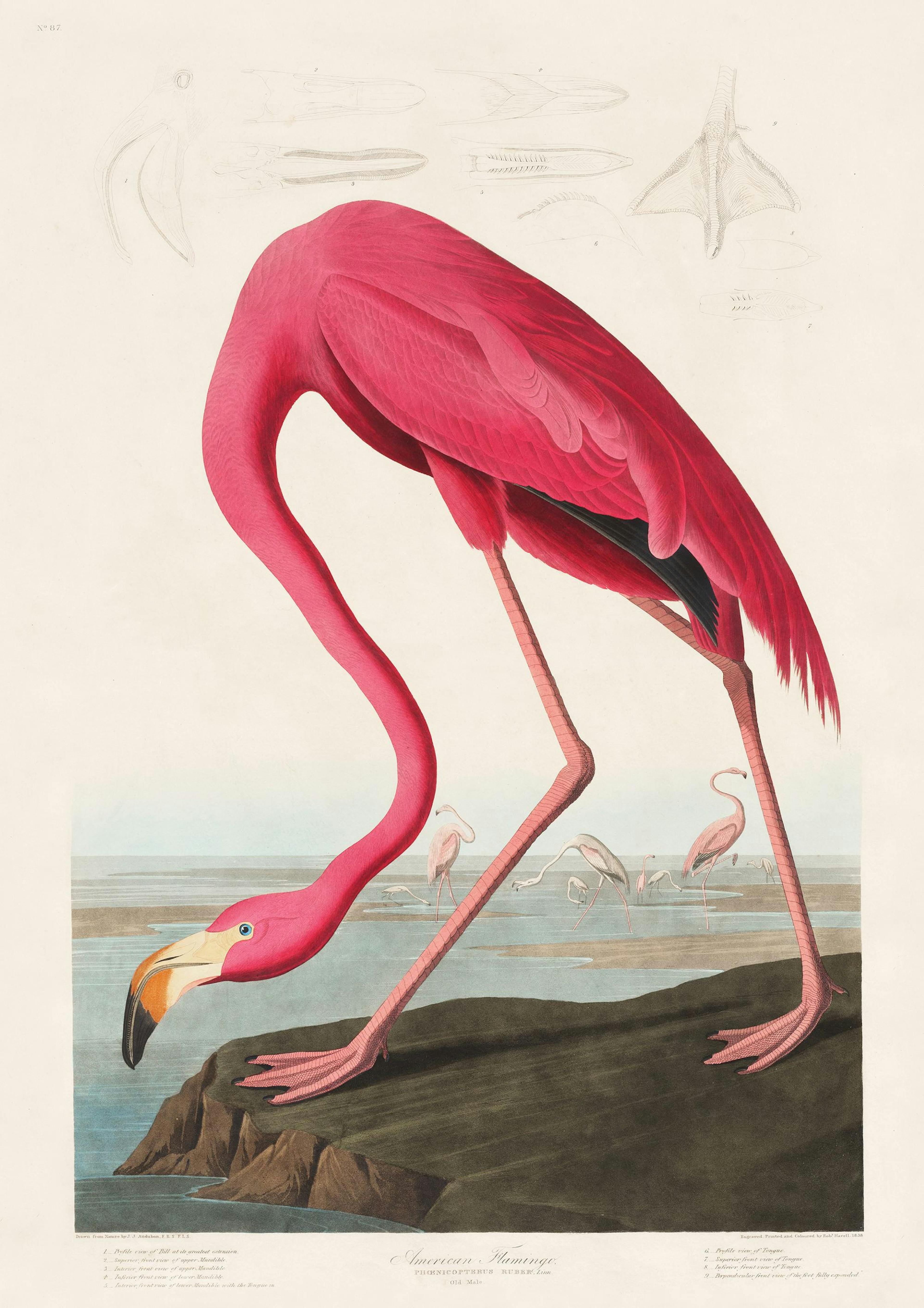 Audubon - Pink Flamingo from Birds of America Print 0