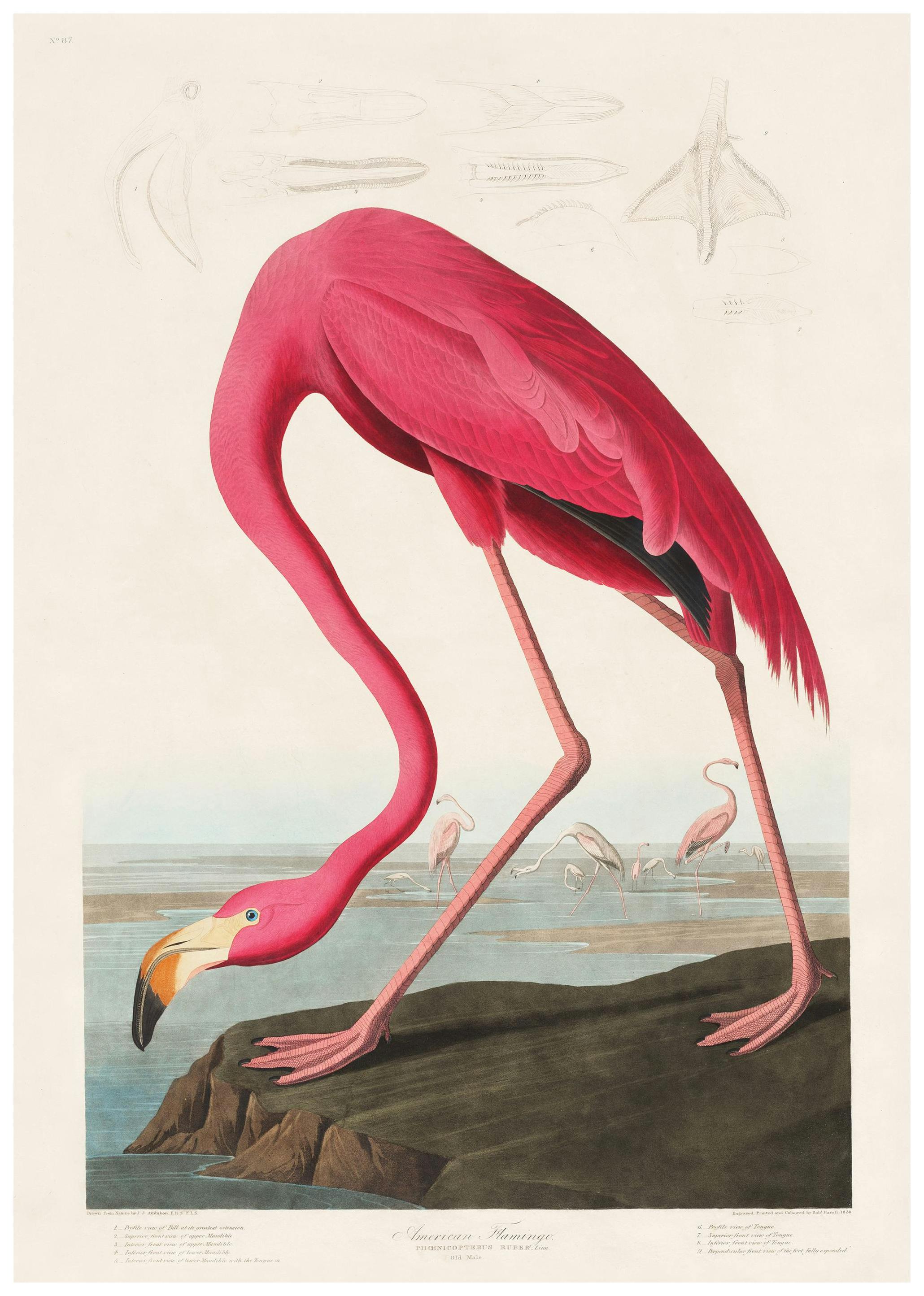 Prints - Audubon - Pink Flamingo from Birds of America Print (50x70 cm) - Paintings by famous painters