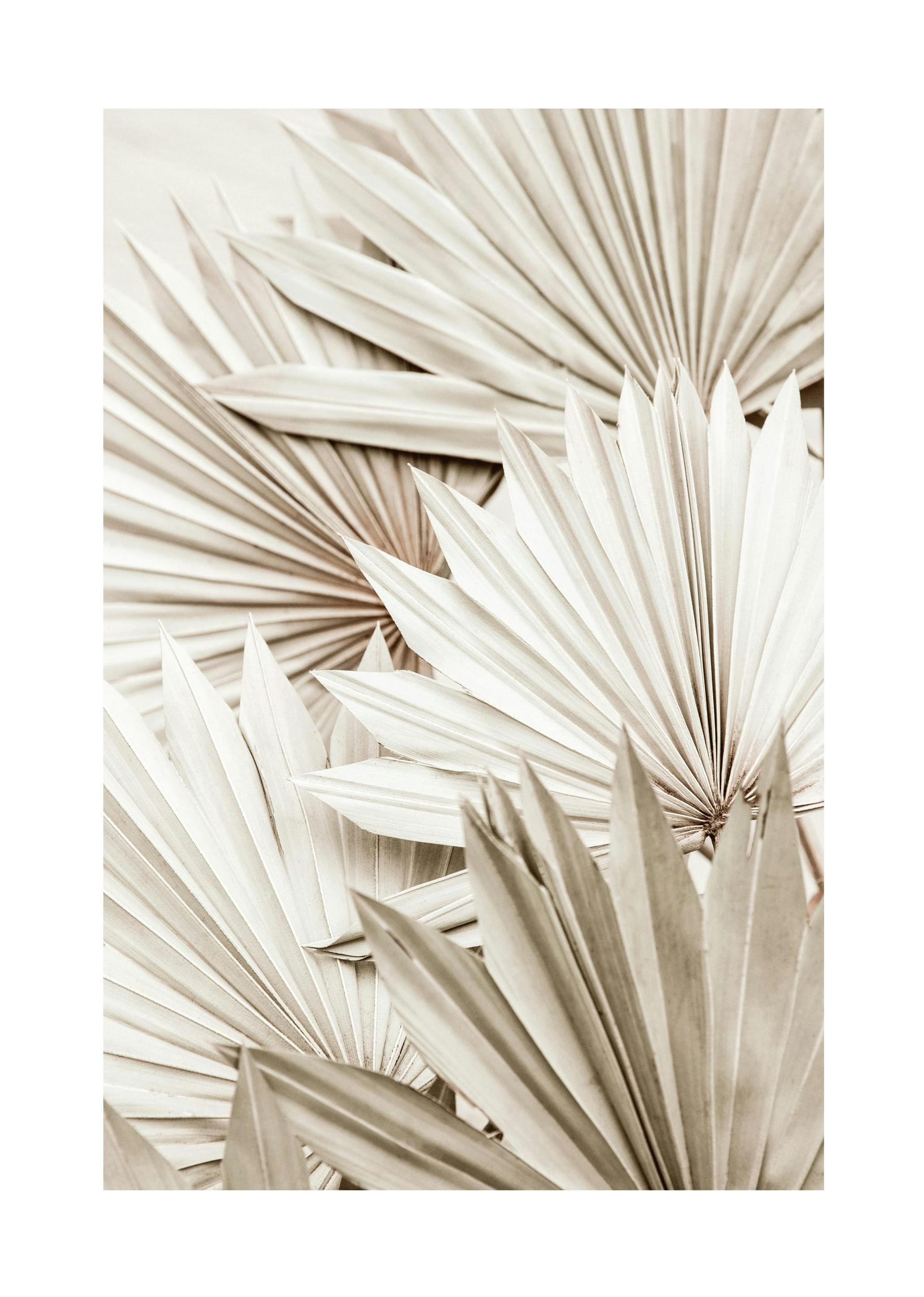 White Palm Plakat (70x100 cm) - Plakater > Botaniske plakater