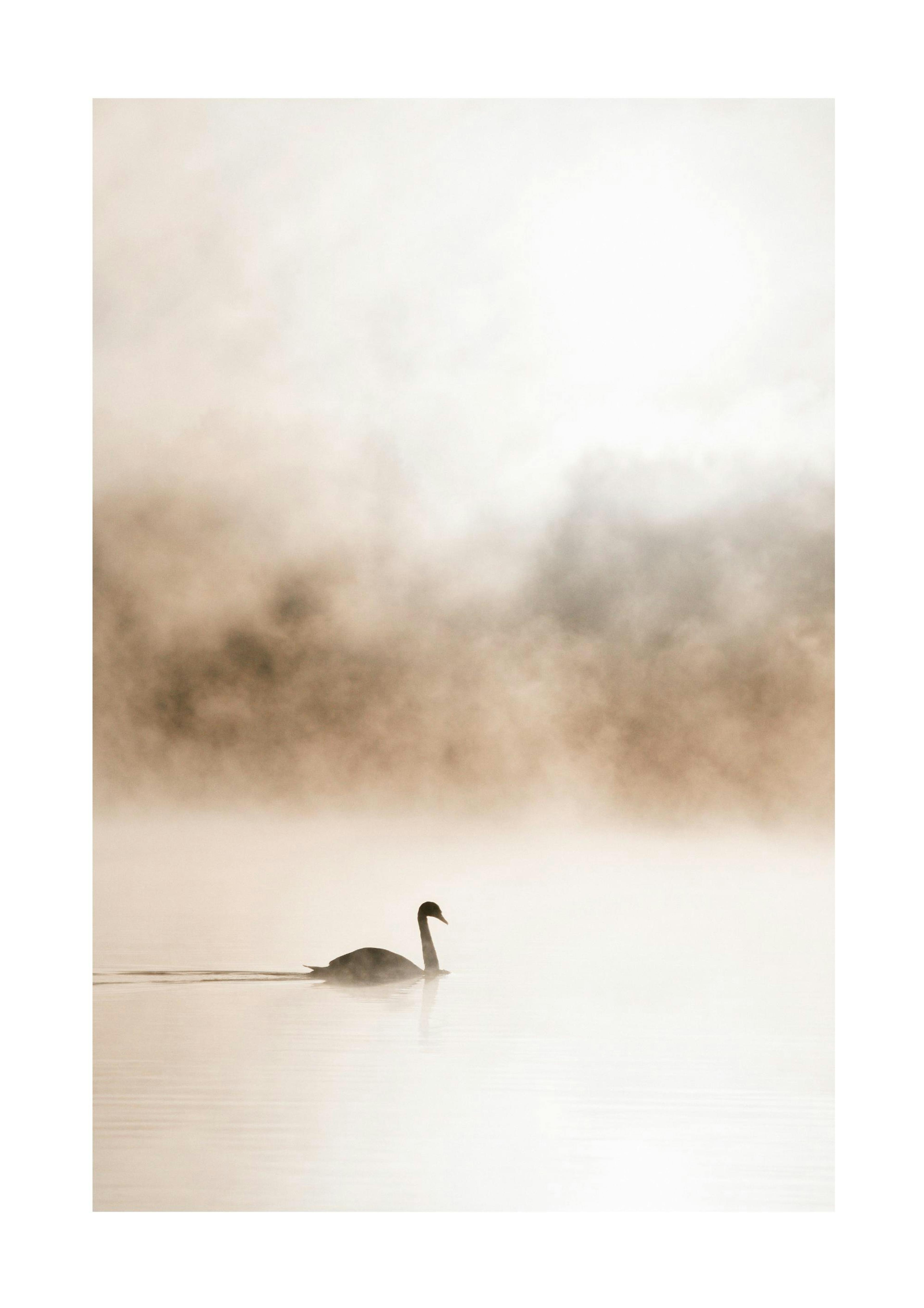 Gliding Swan Poster 0