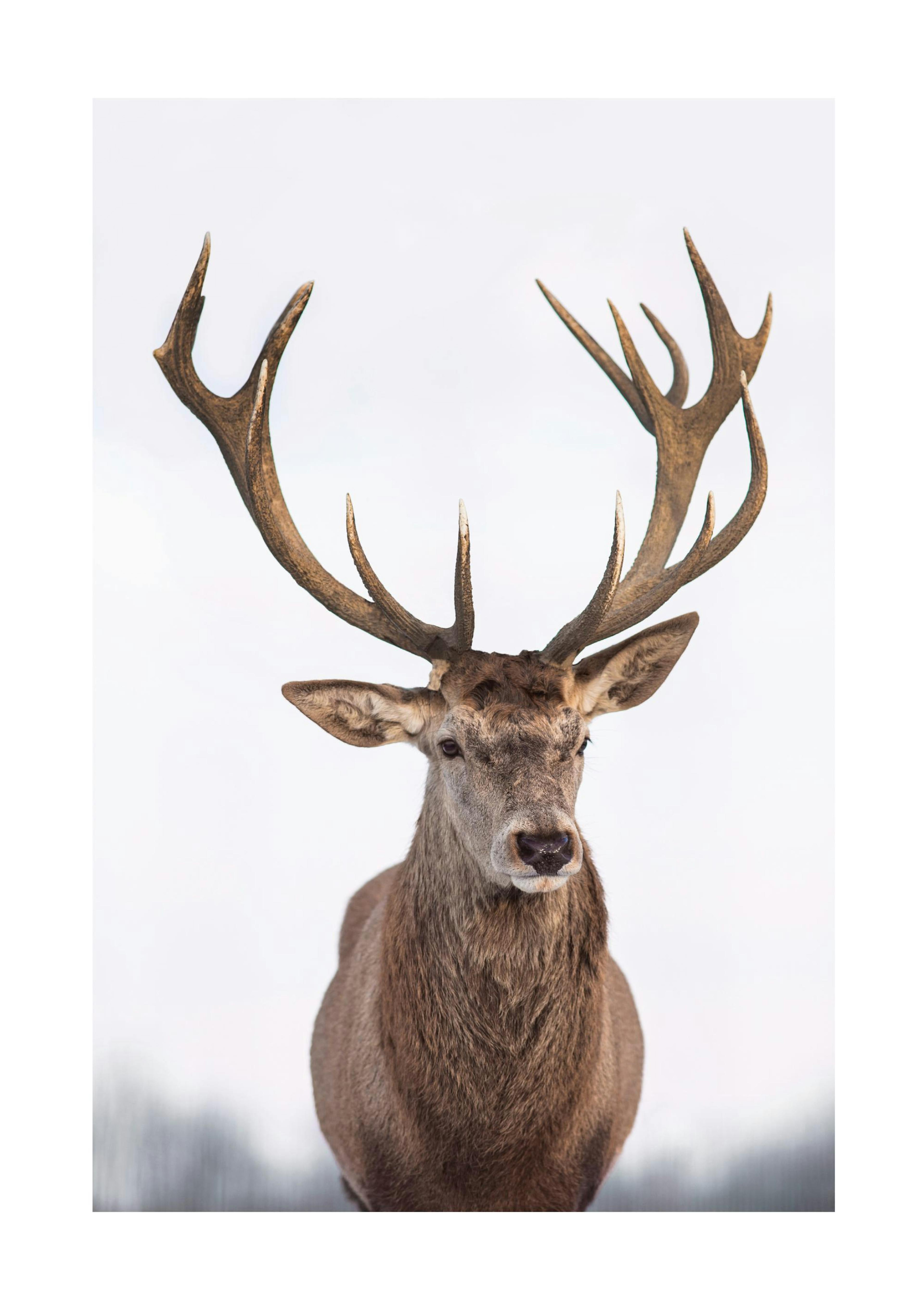 Majestic Deer 포스터 0