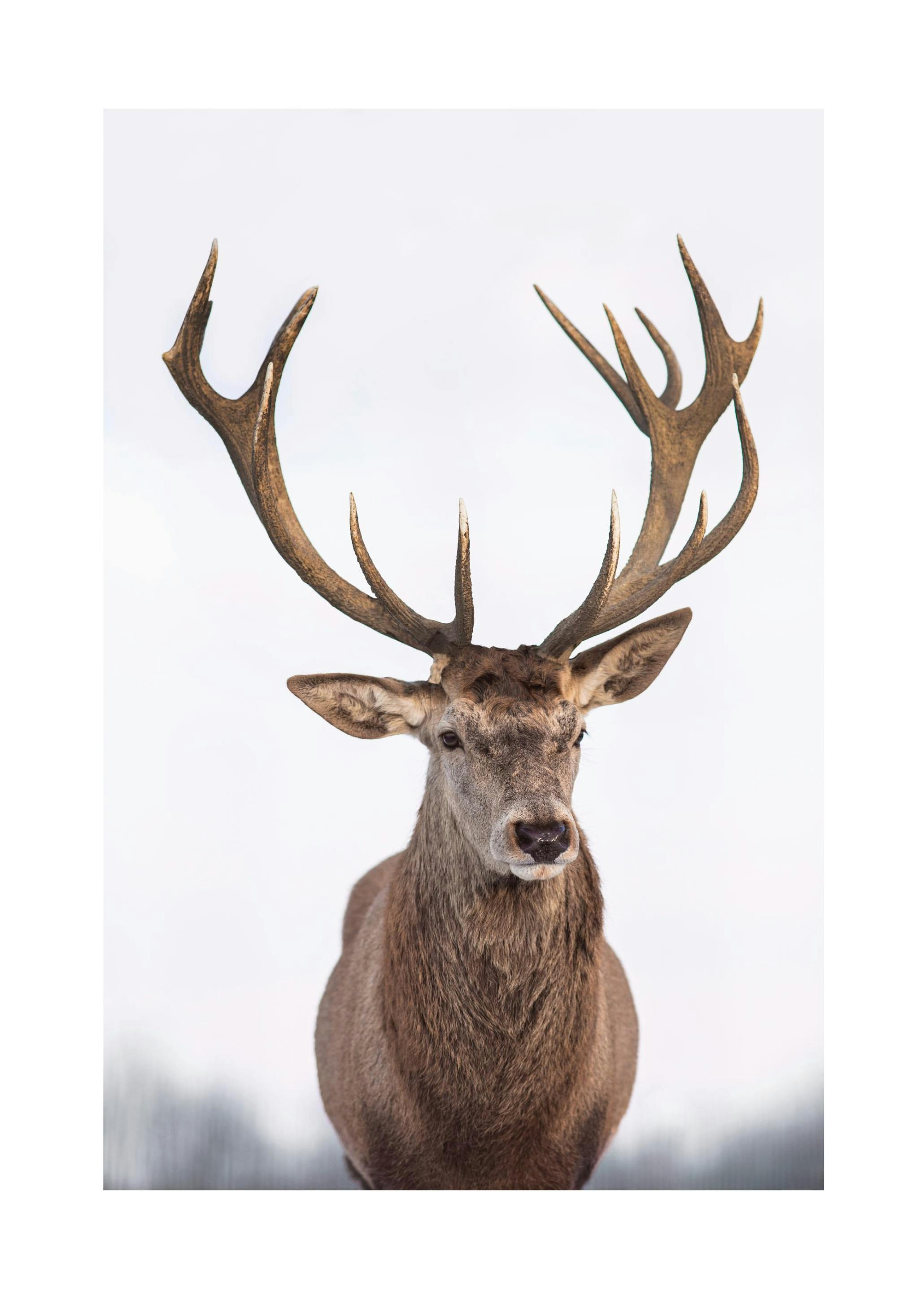Majestic Deer Affiche (50x70 cm)