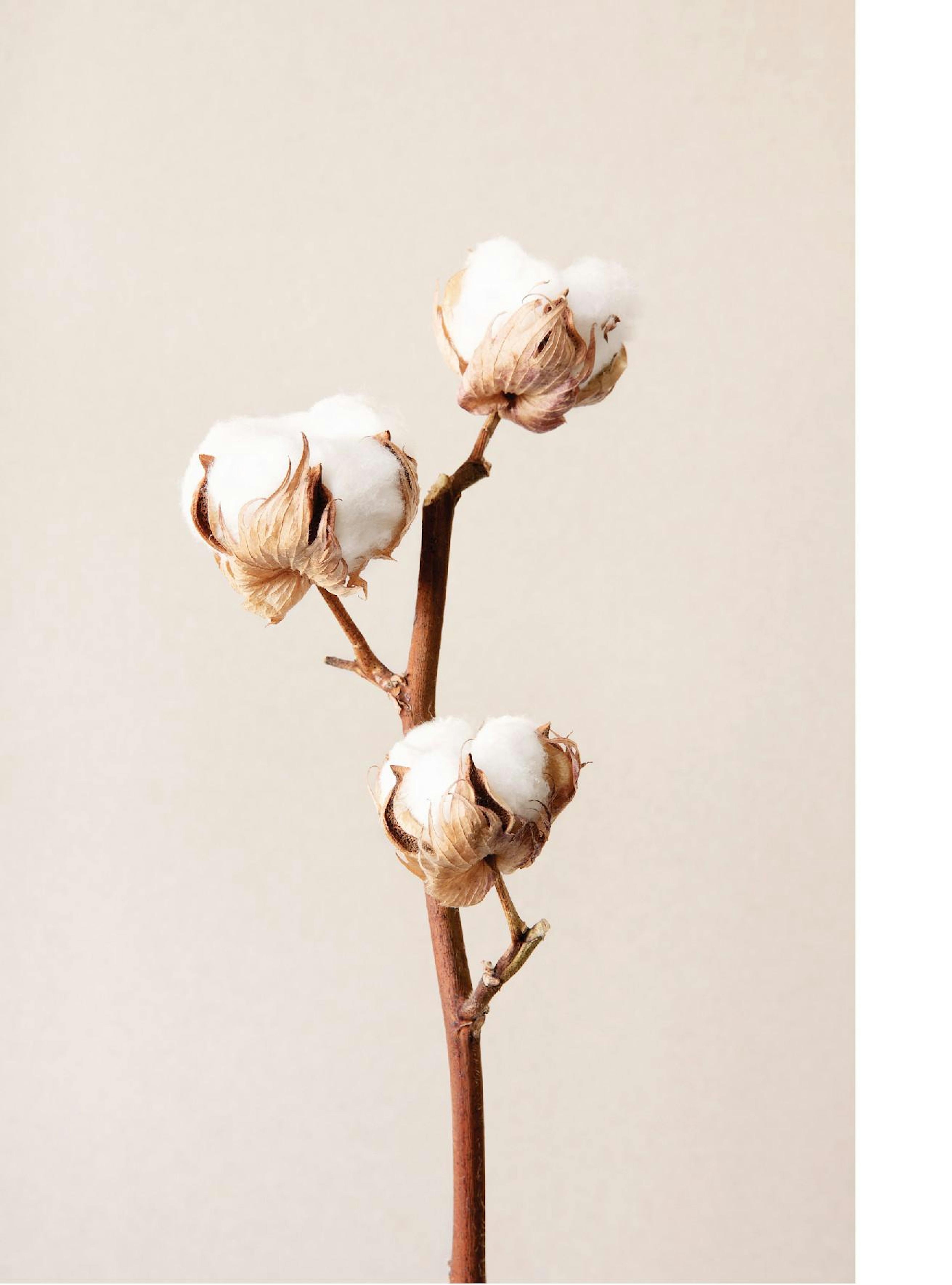 Product image: 1