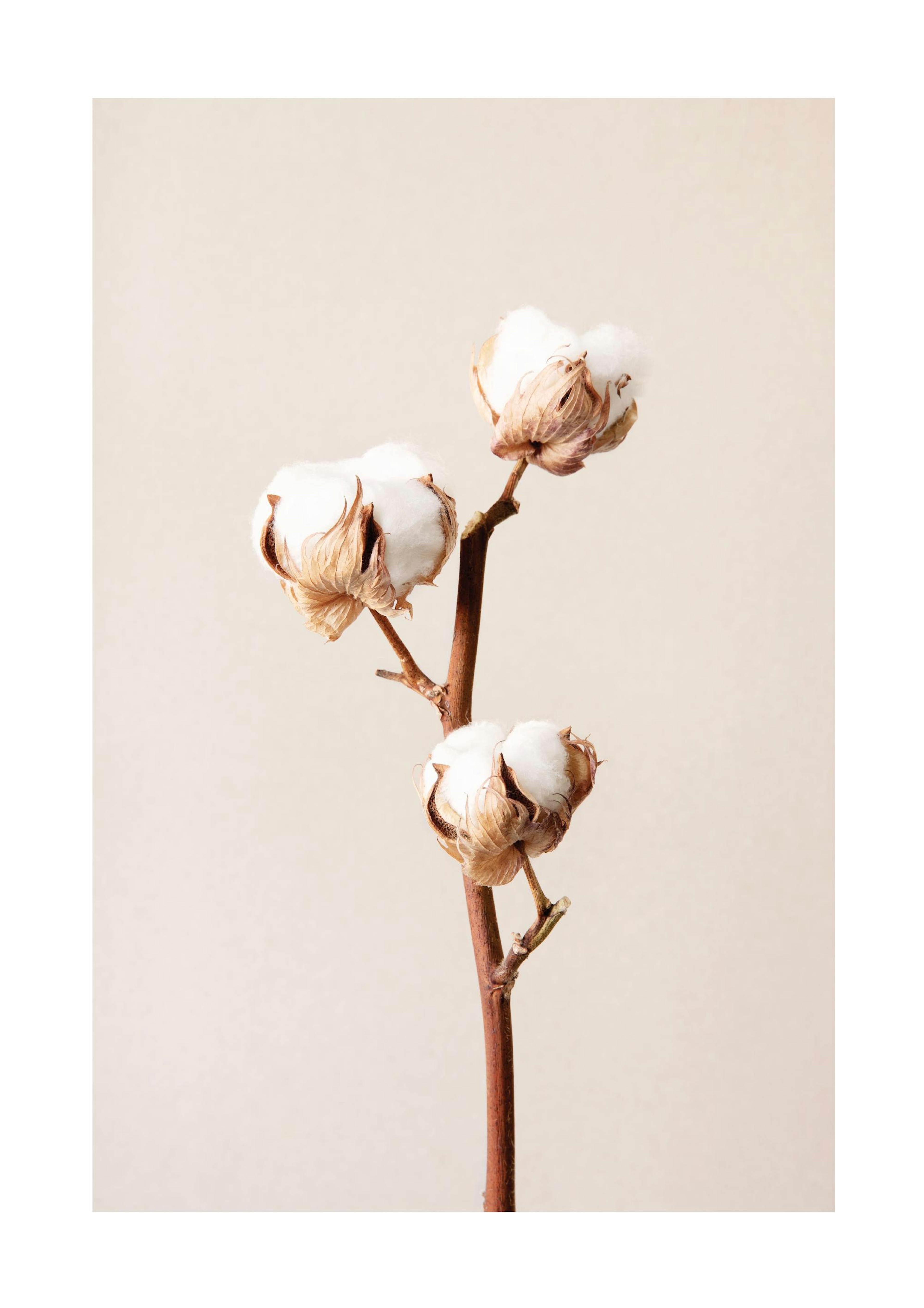 Cotton Flower No2 Poster 0