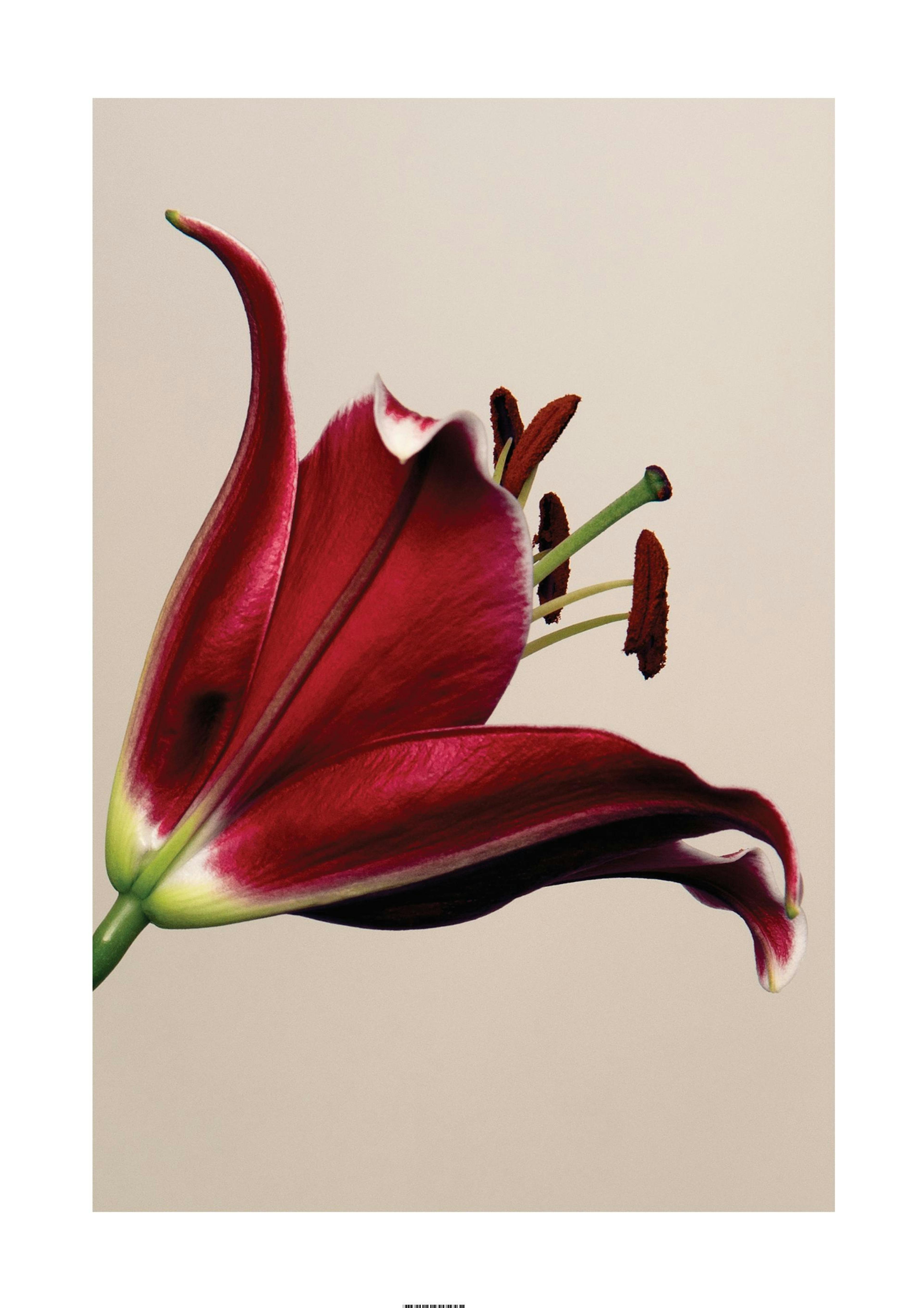 Red Lily Print 0