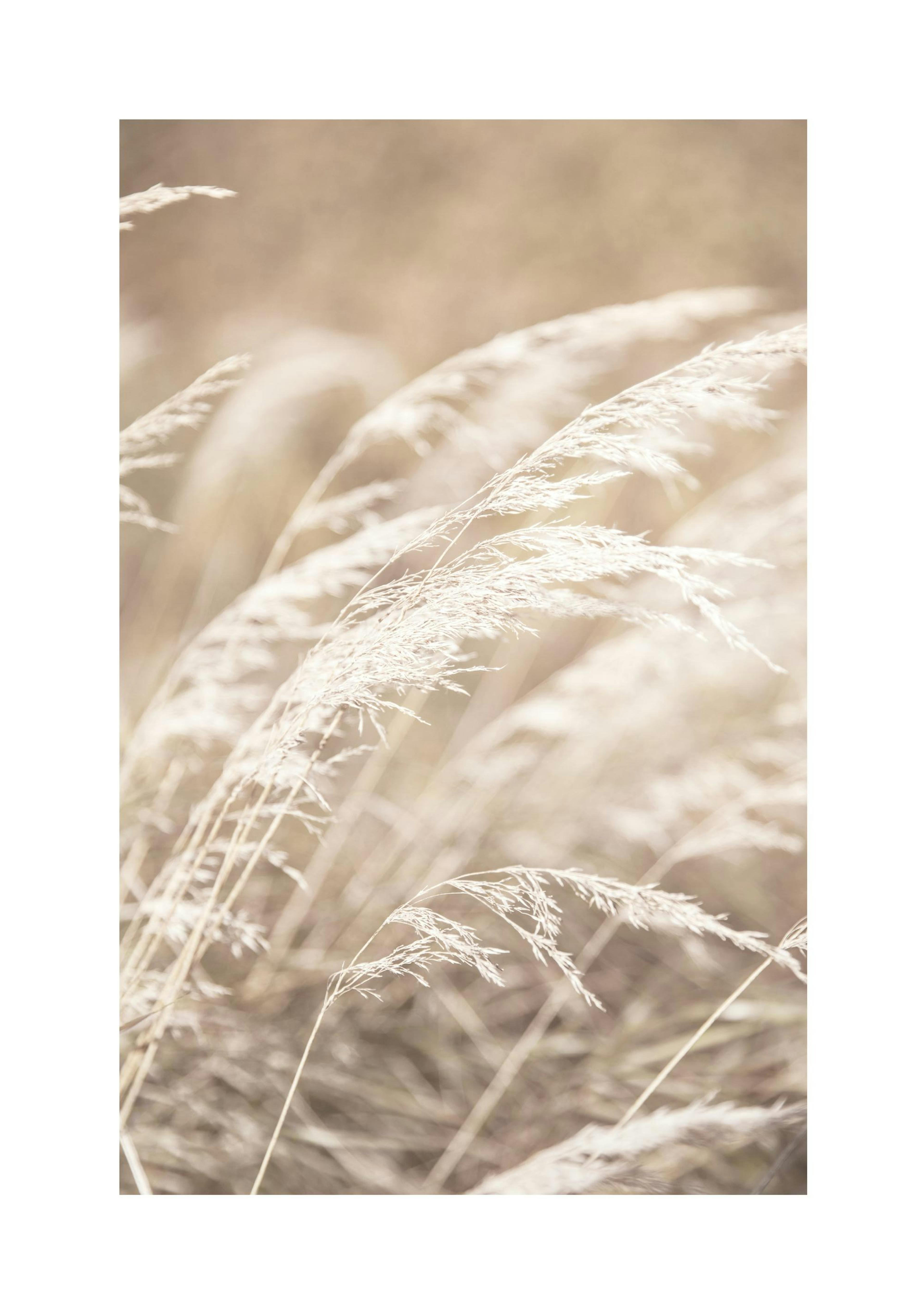 Dried Grass on Field No4 Poster