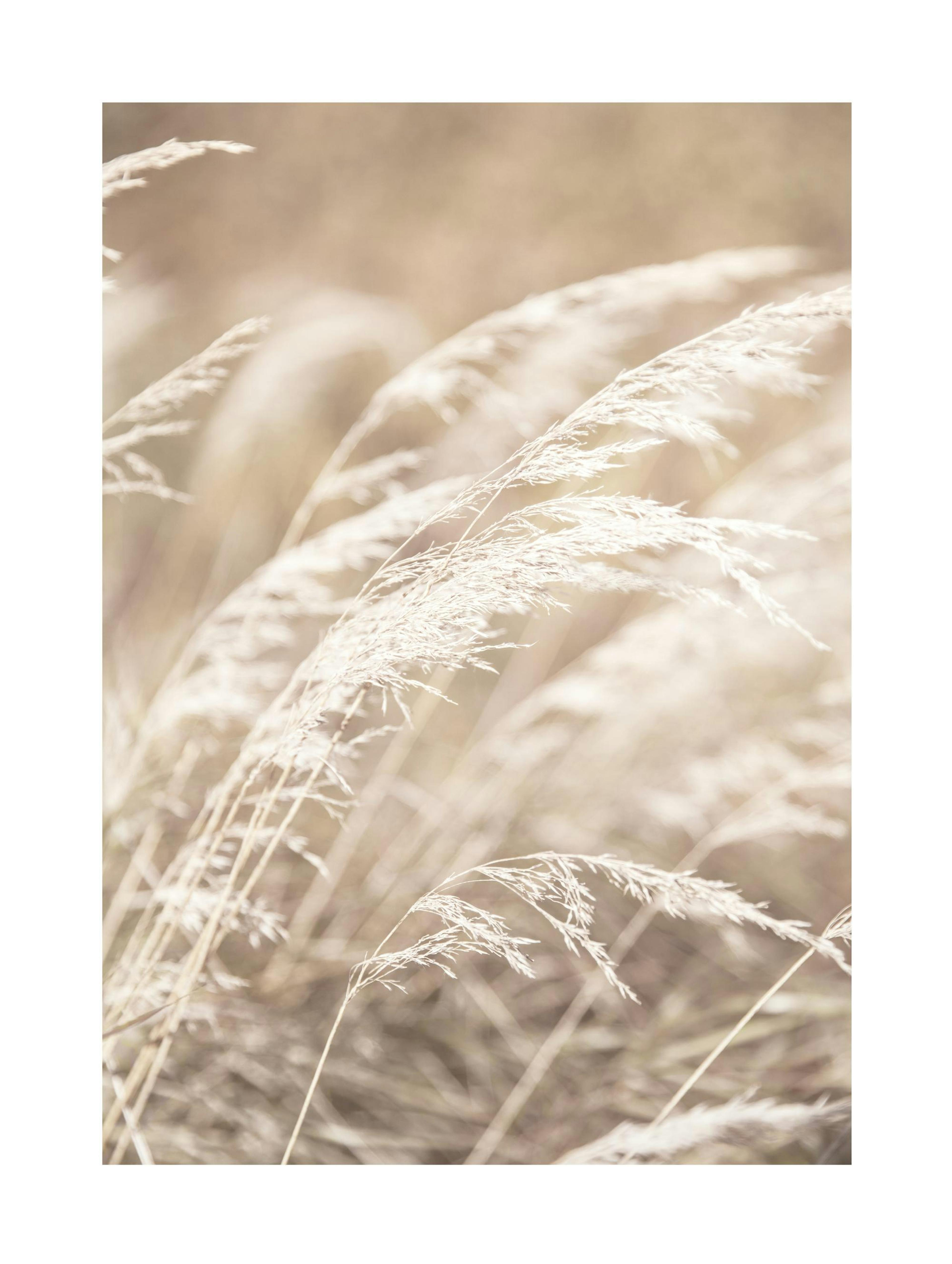 Dried Grass on Field No4 Poster 0